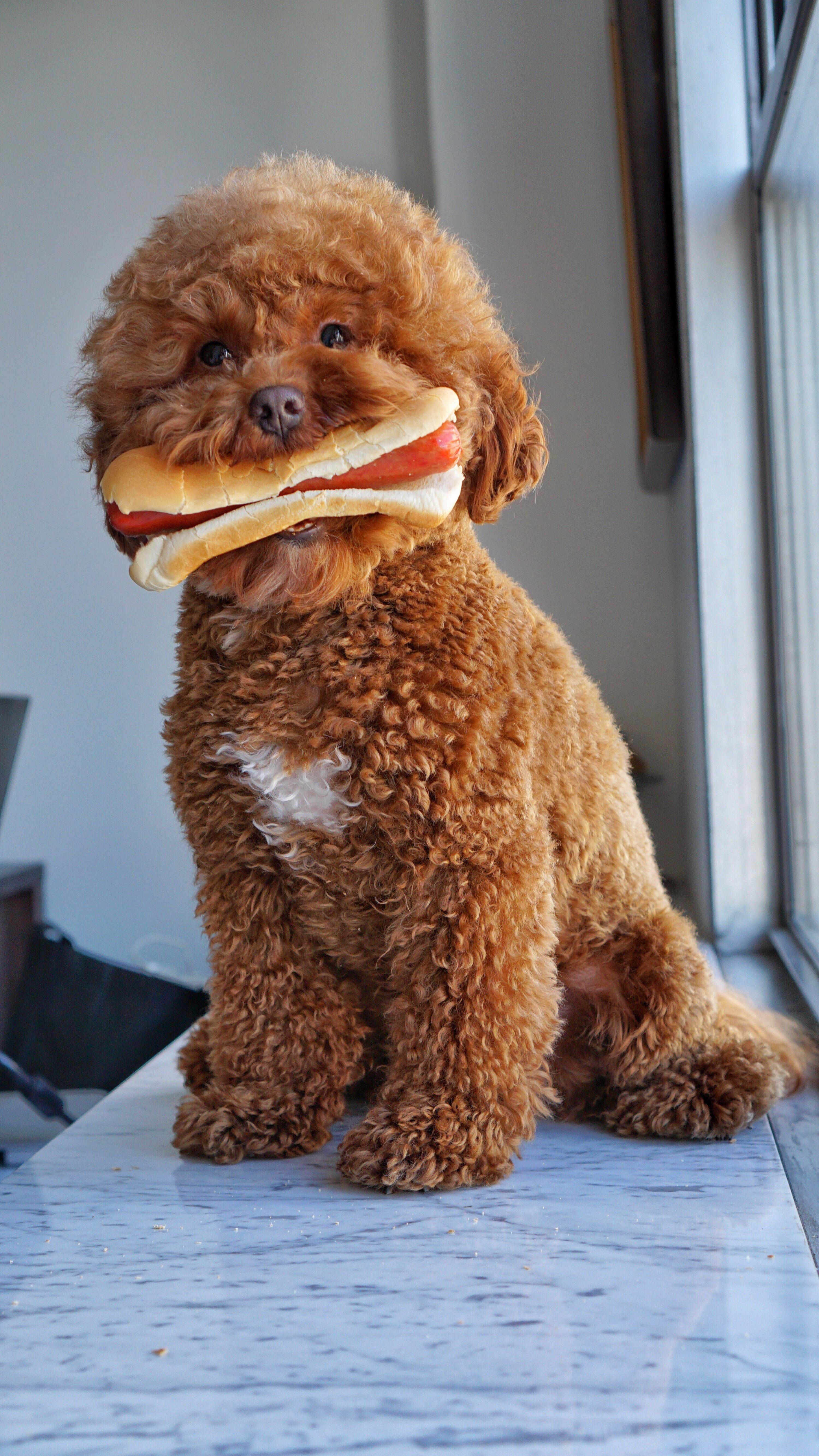 PsBattle Dog with hotdog in his mouth
