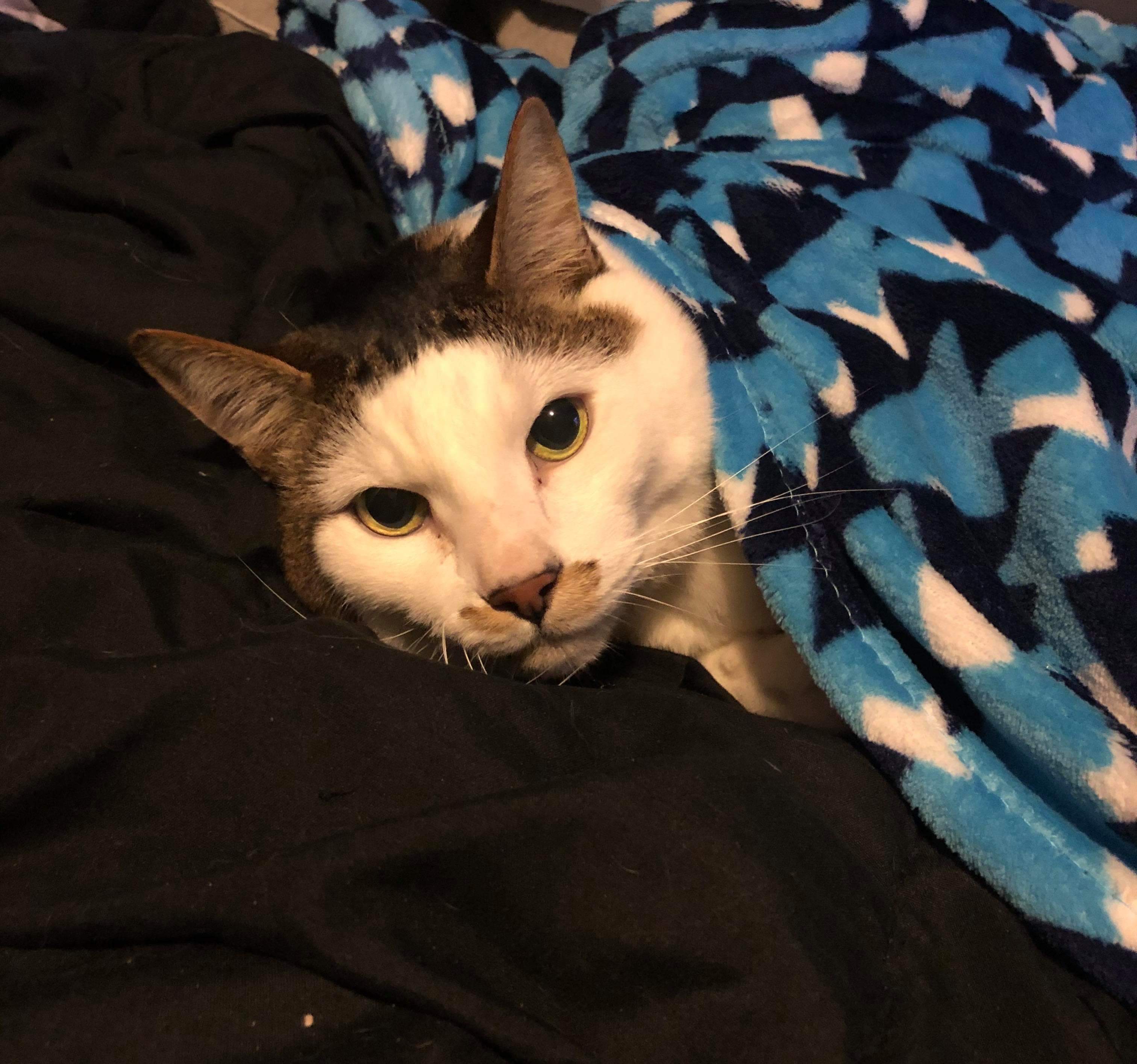 Casper is ready for bed! tuckedinkitties