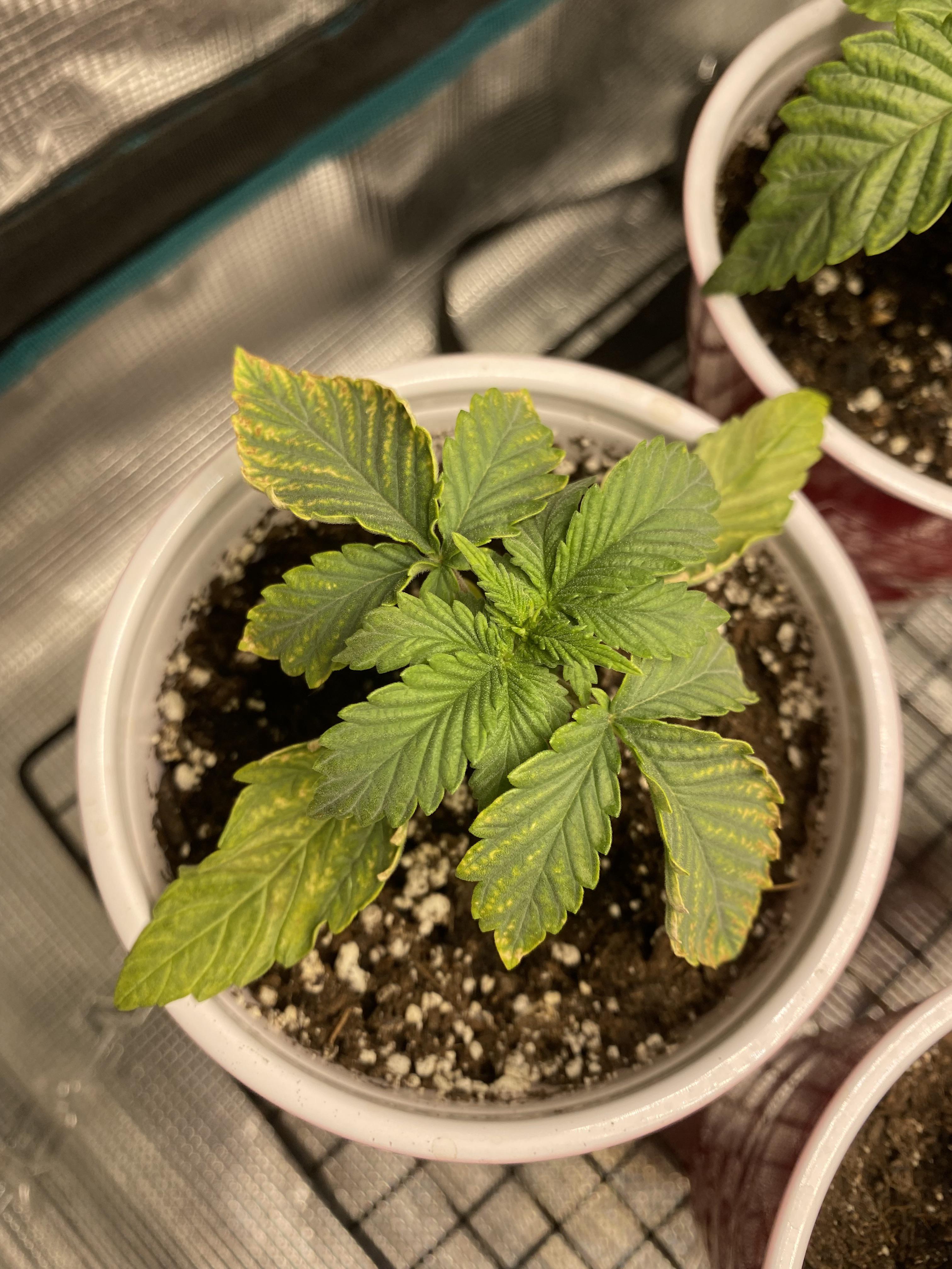 What’s wrong? I use stonington blend platinum grower mix for my medium