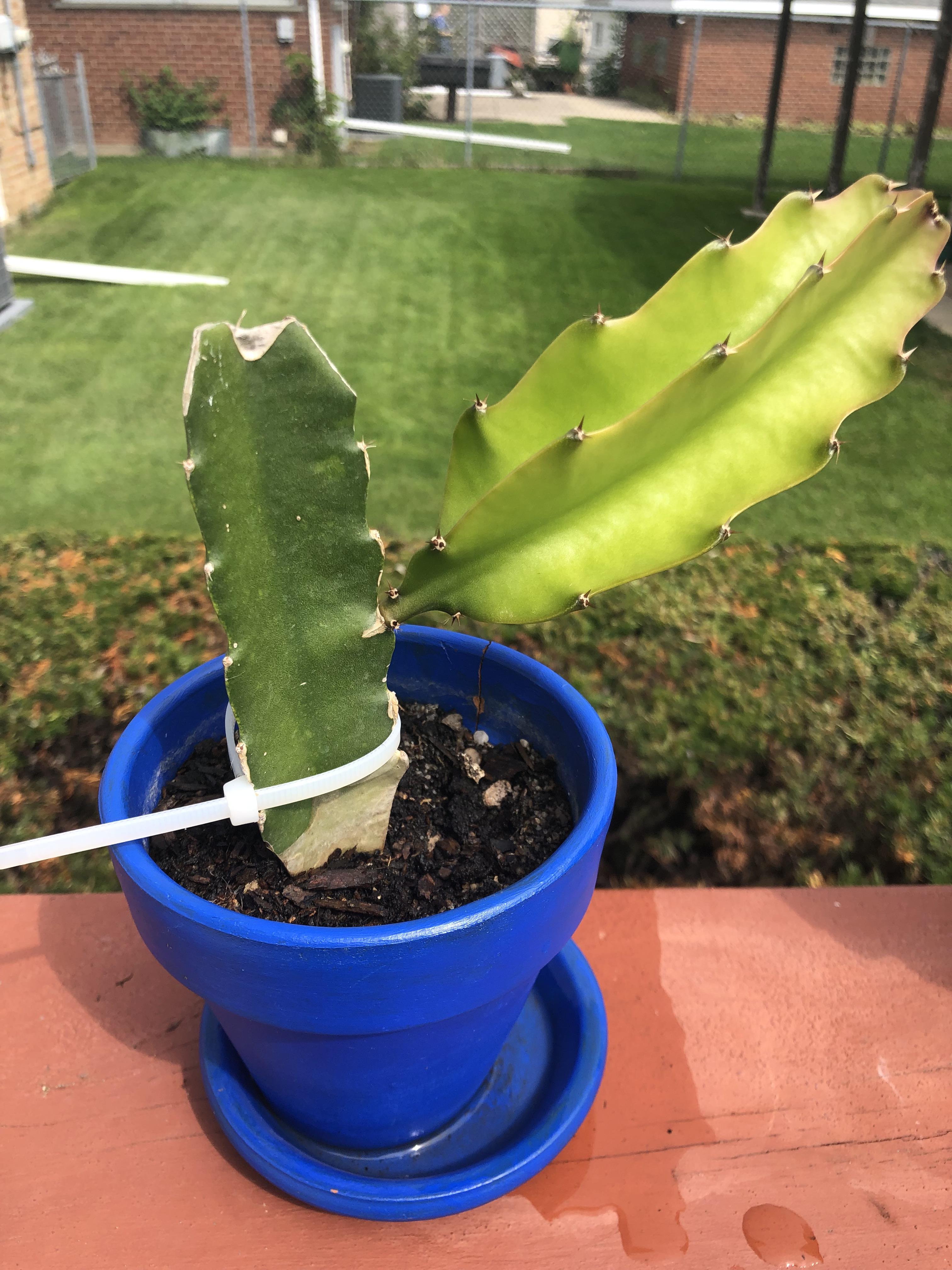My cactus fell and the head came off. One month later it grew this arm