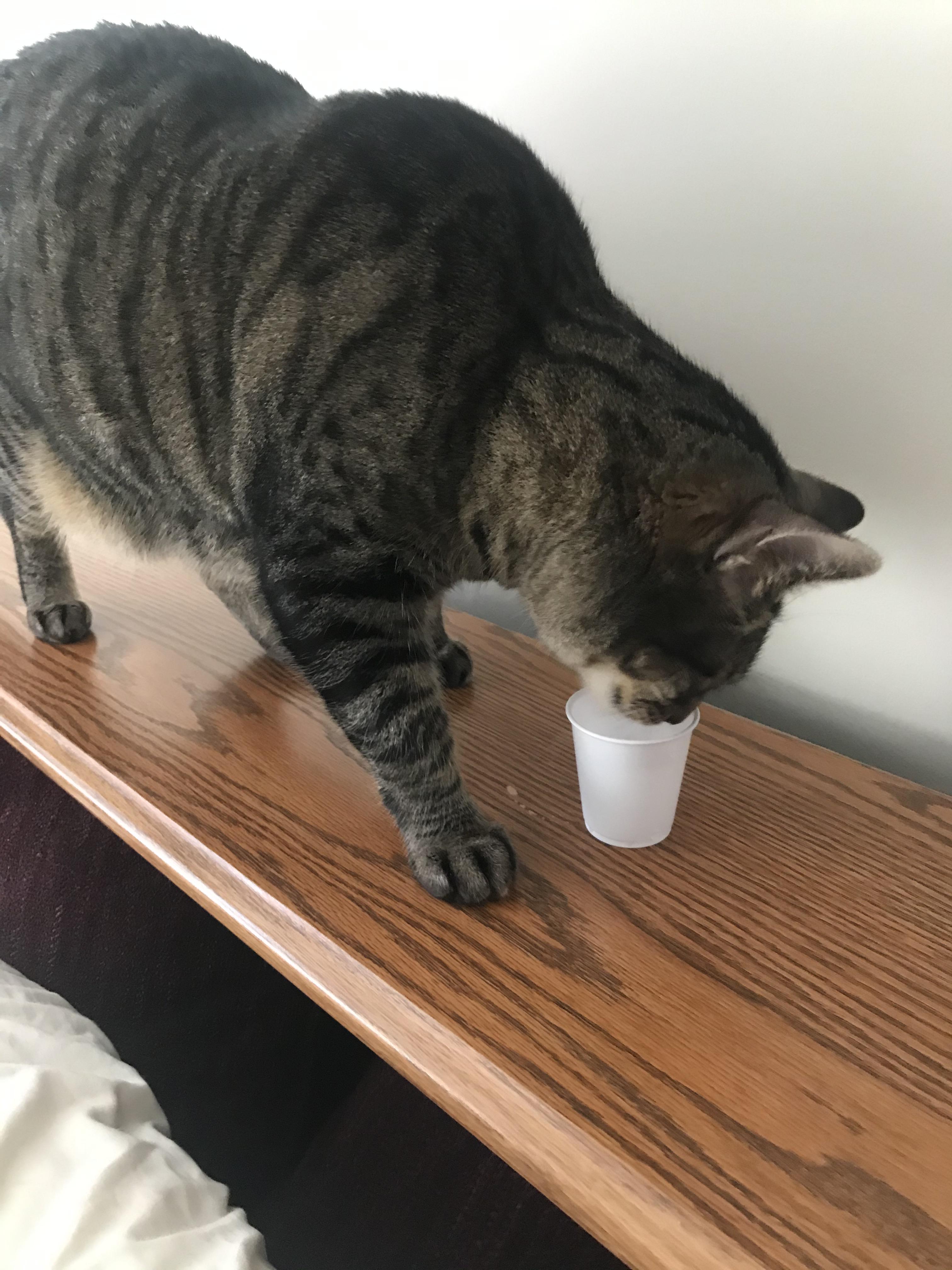 My cat refuses to drink water unless it’s in a tiny bathroom cup r
