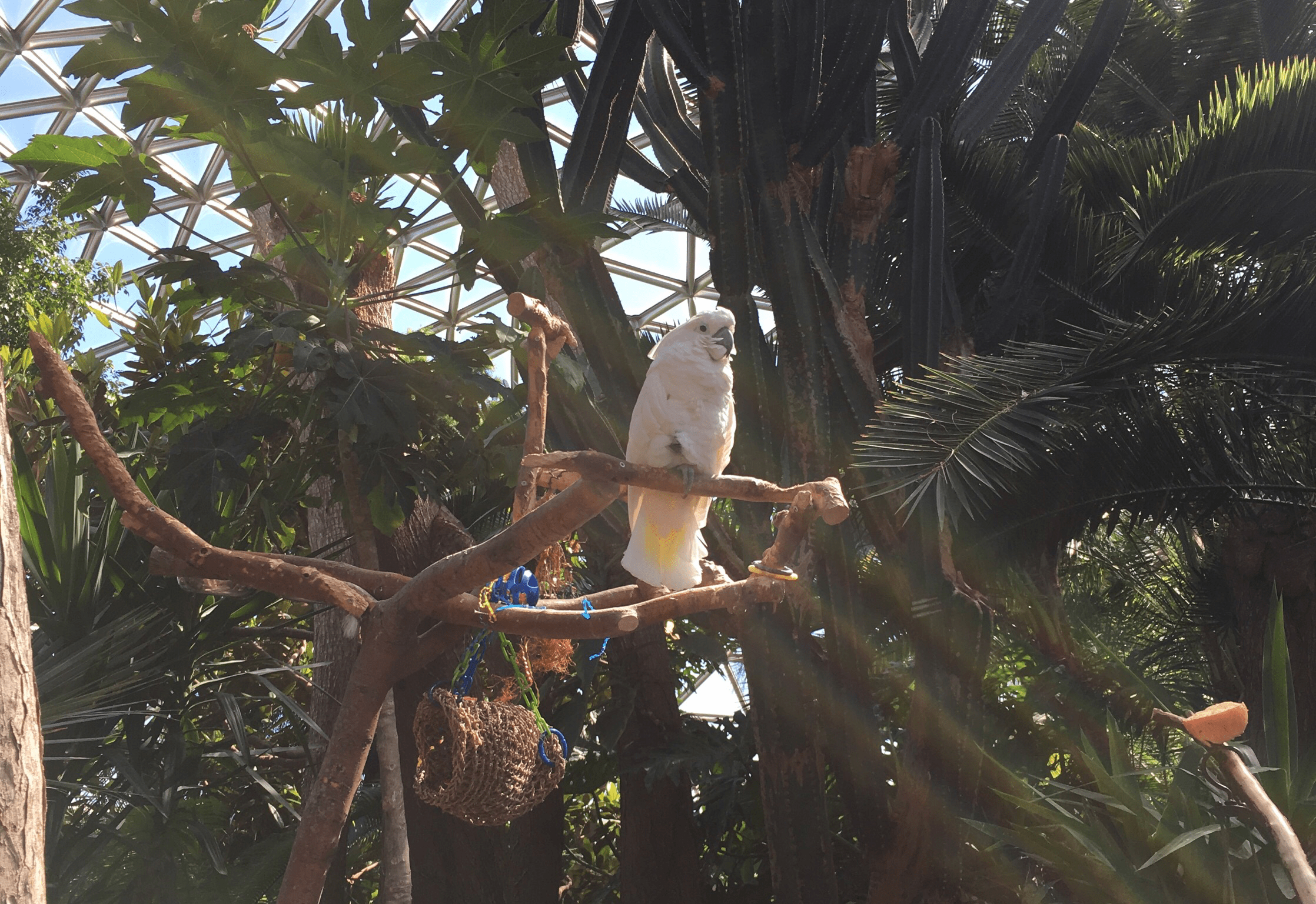 Bloedel Conservatory near Cambie, some of their birds are over 20 years