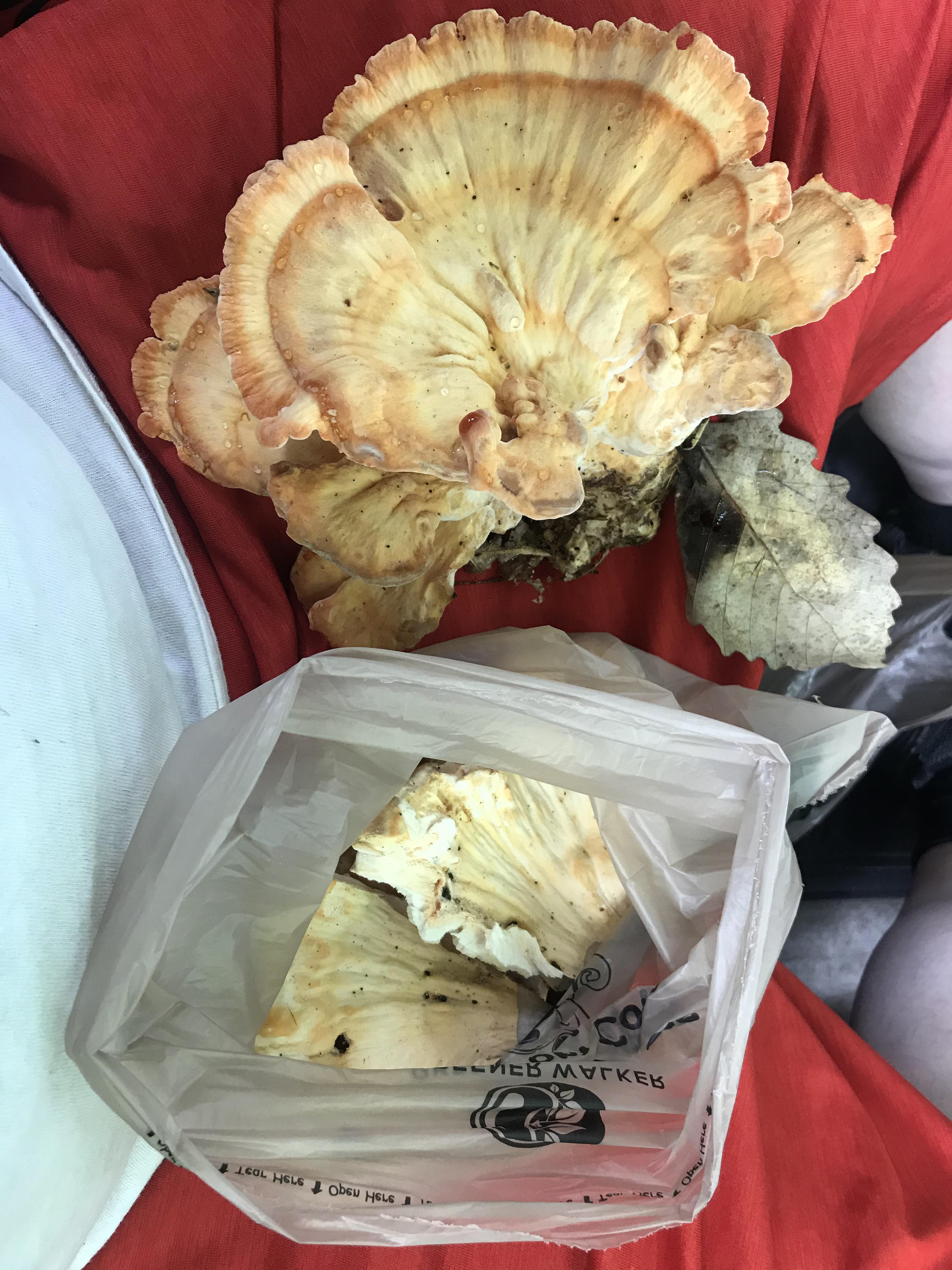 Chicken of the Woods found in Prince Willam County, VA! (11.32 oz
