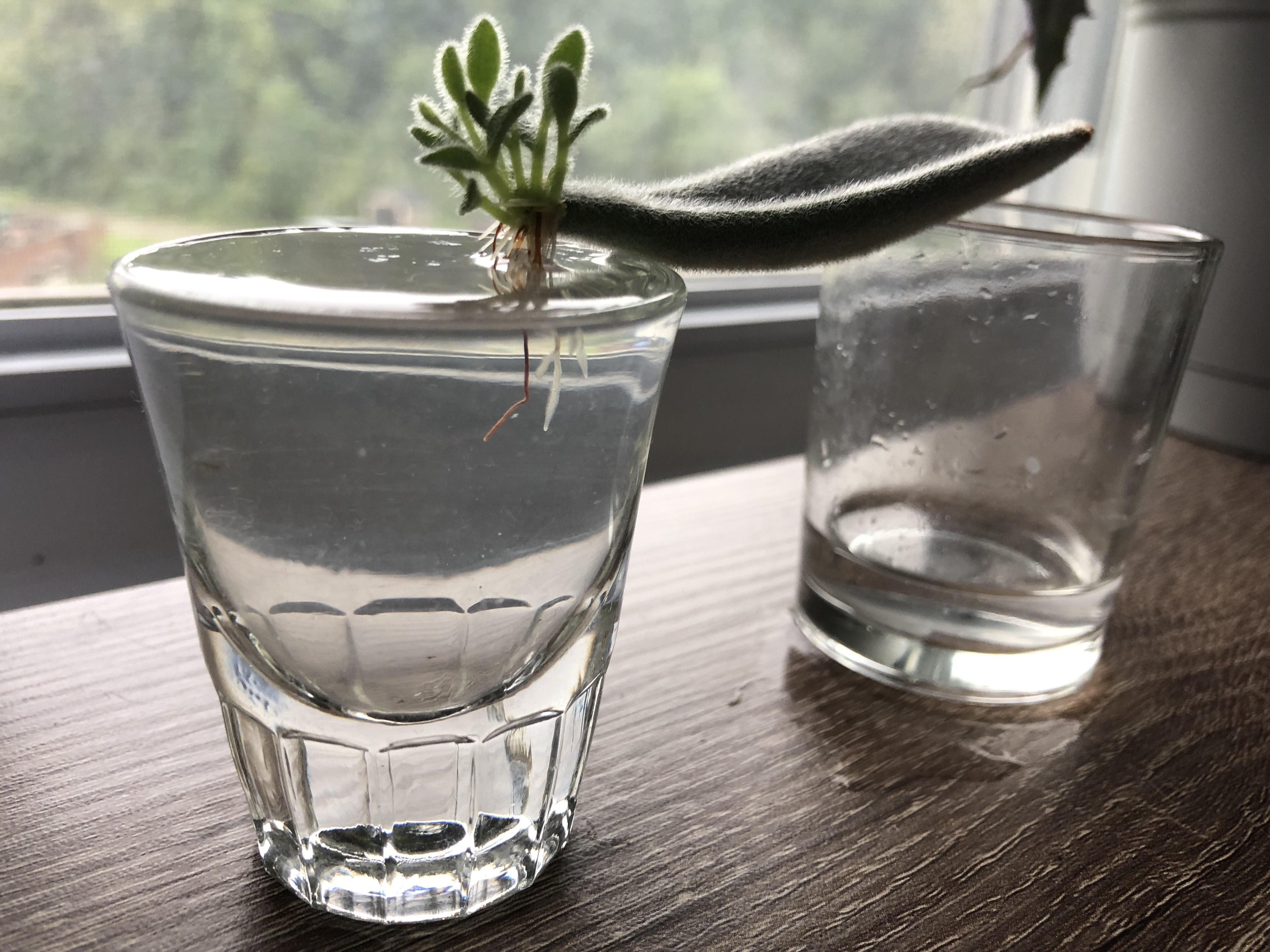 I love water propagation! Very excited for this baby panda plant