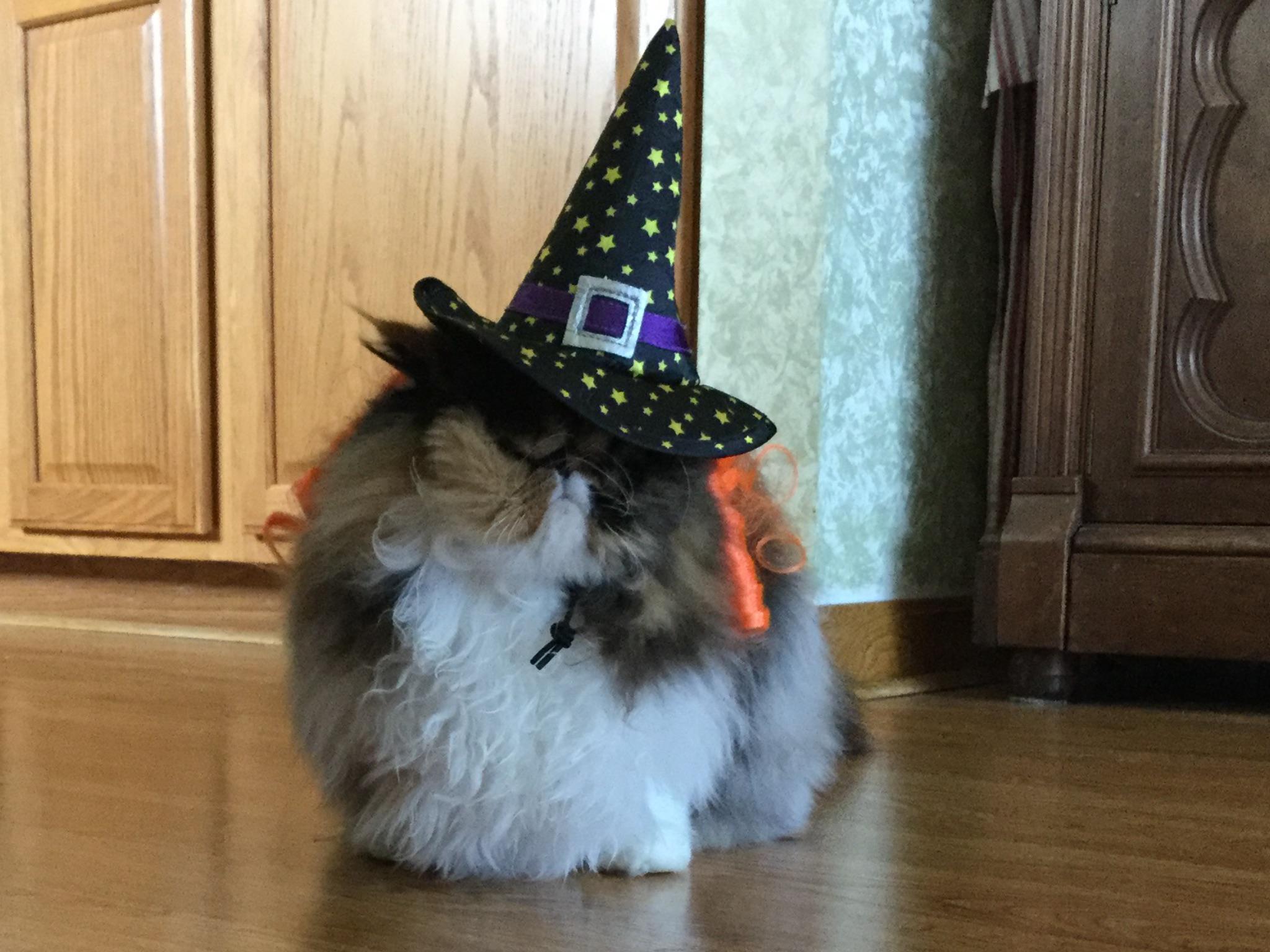 Hocus Pocus r/cats