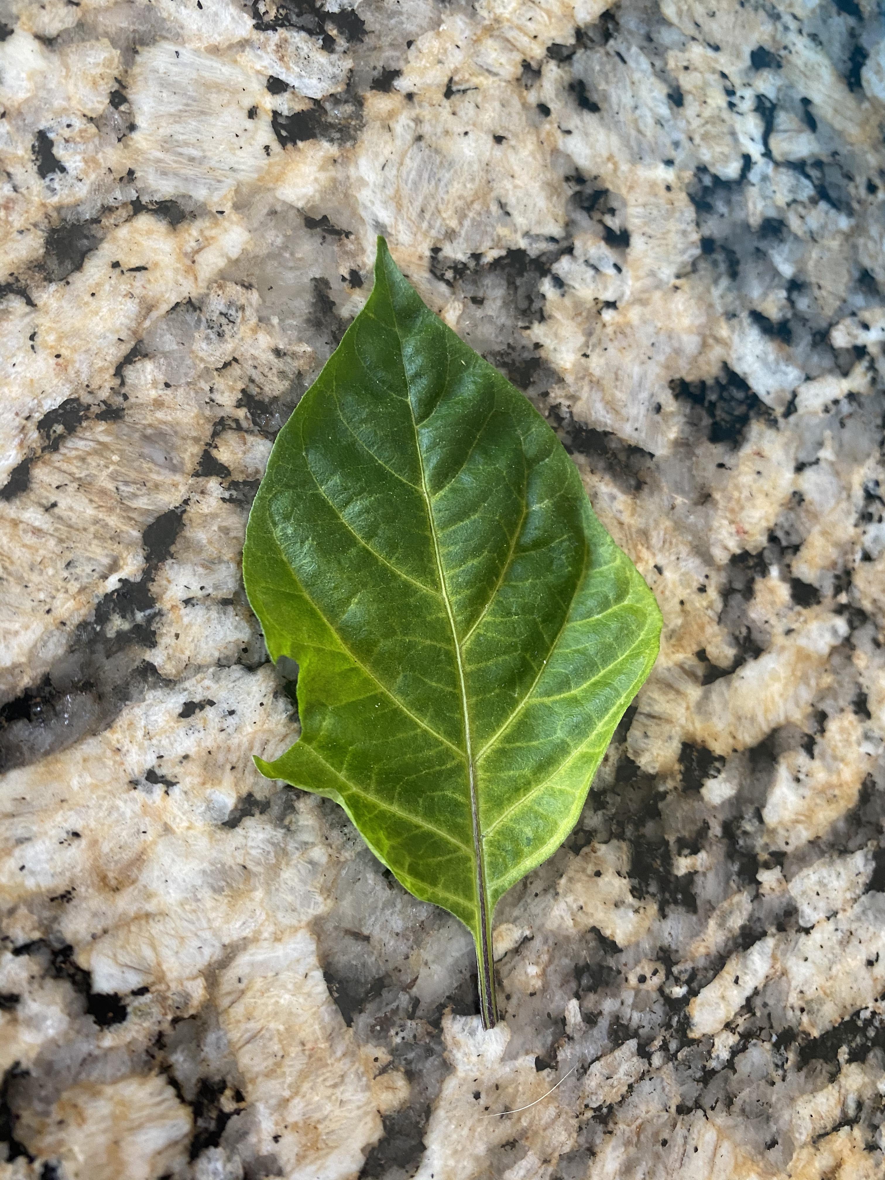 What deficiency does this look like? I know nitrogen def. is yellow