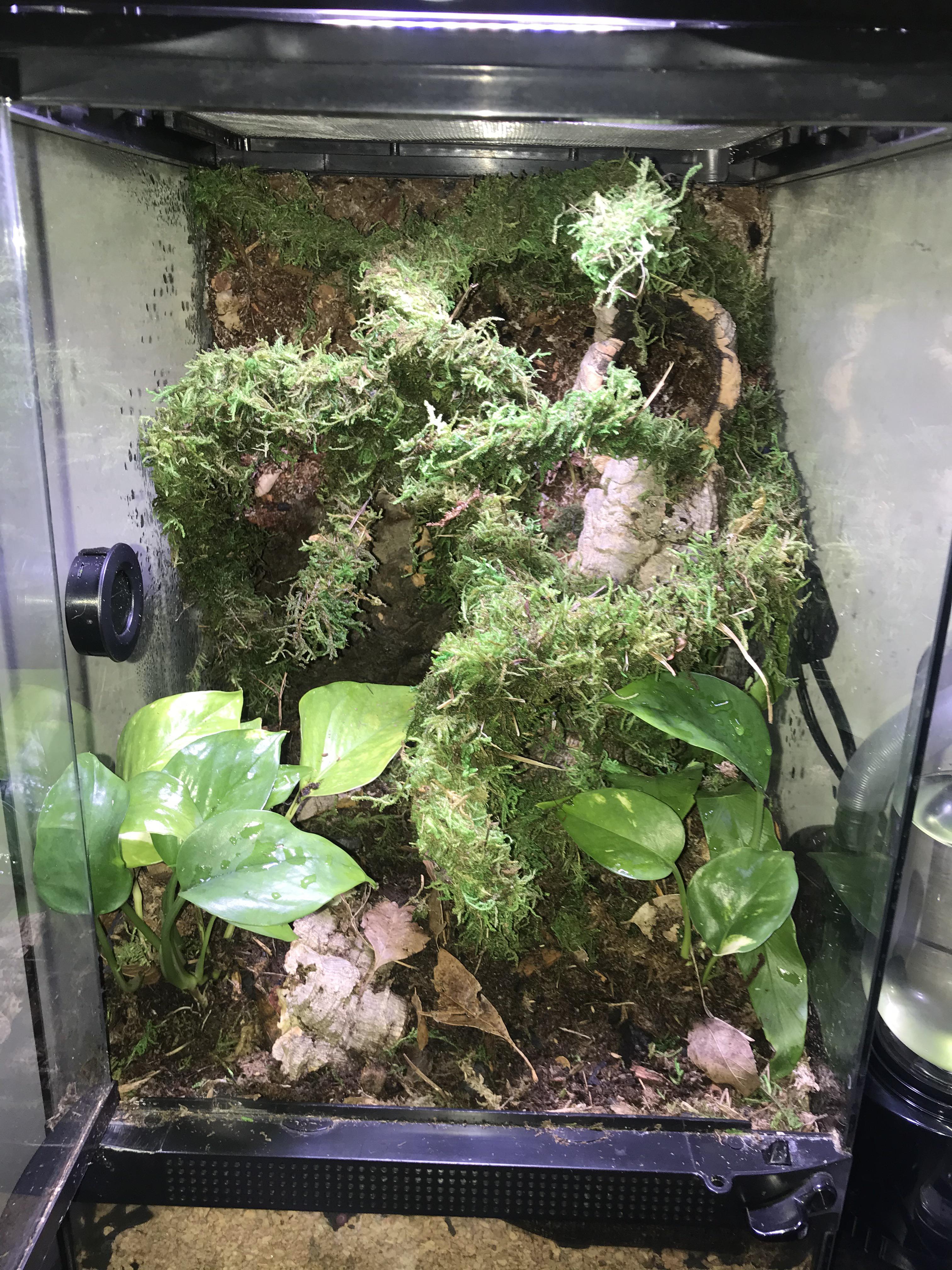 Thoughts on my soon to be crested gecko bioactive setup r/Vivarium