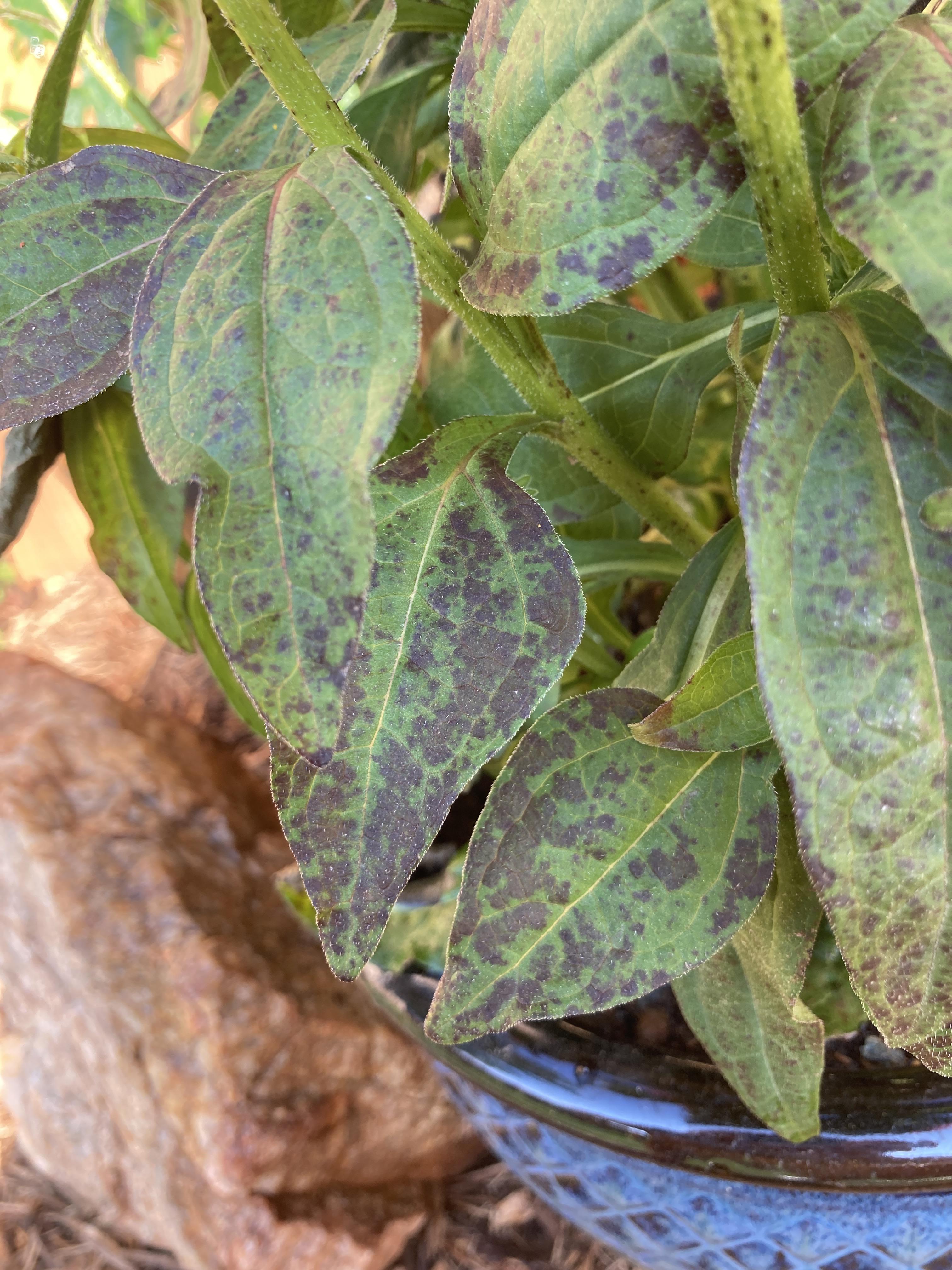 Dark spots on coneflower leaves. r/gardening