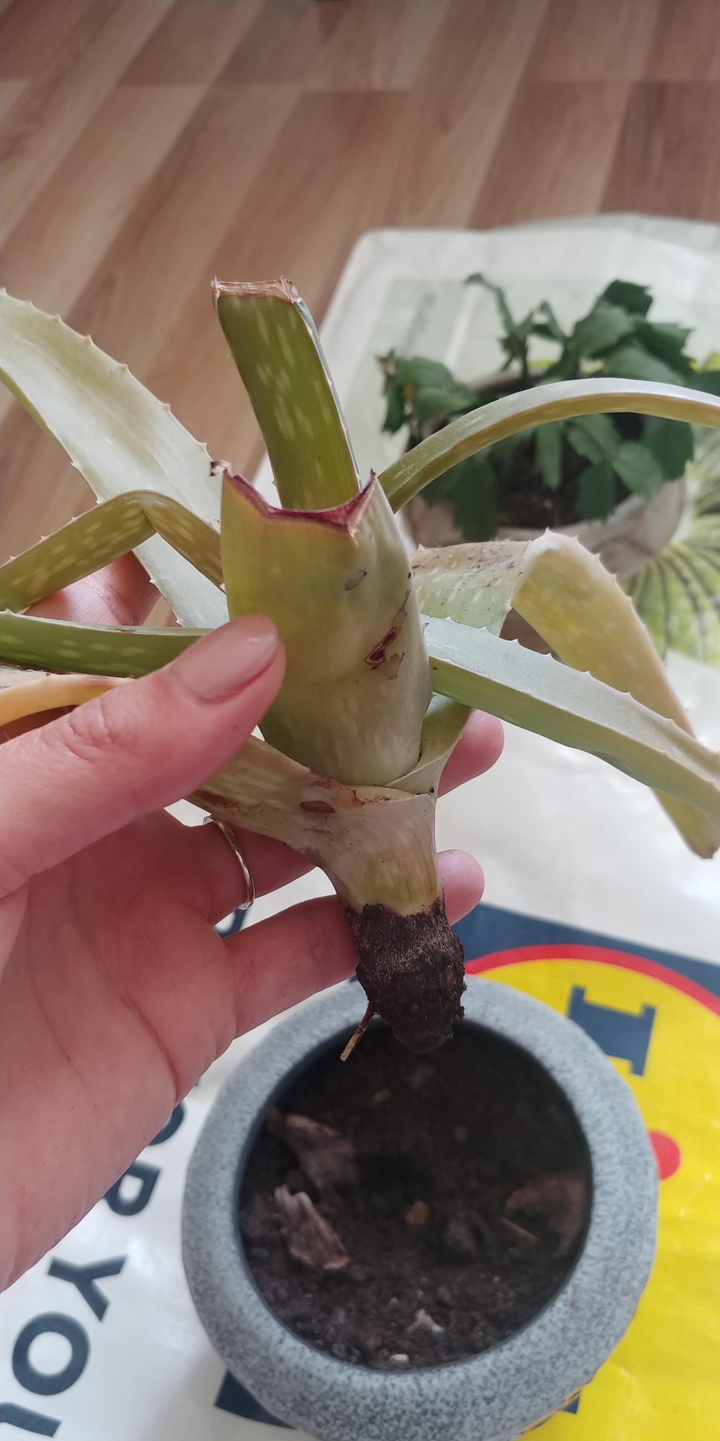 Can I do anything to bring this aloe plant back to life ? I wanted to