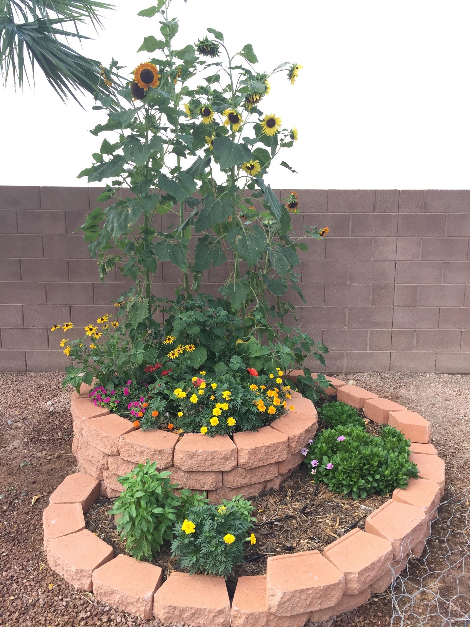 Spiral flower and herb garden in Las Vegas r/gardening