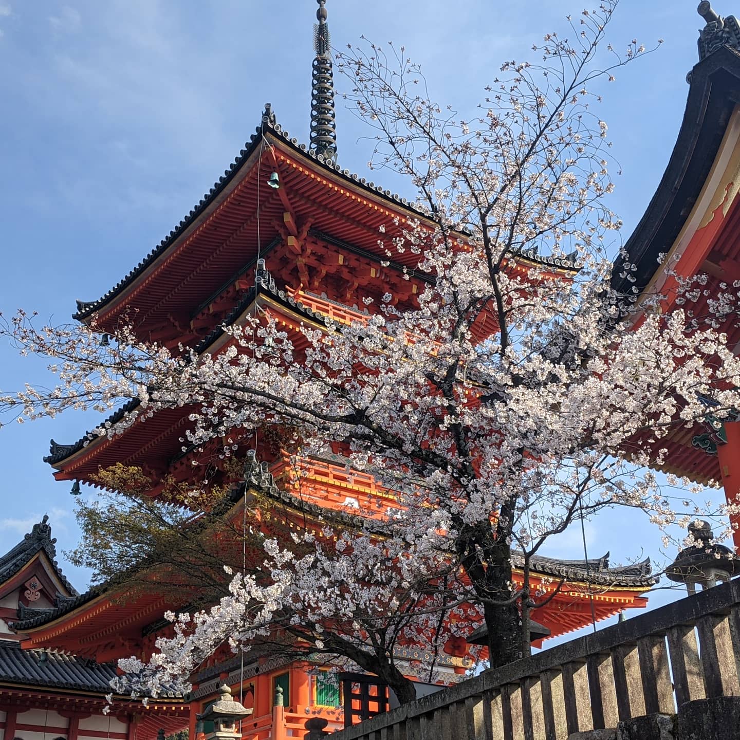 Cherry blossom tree in Kyoto r/japanpics