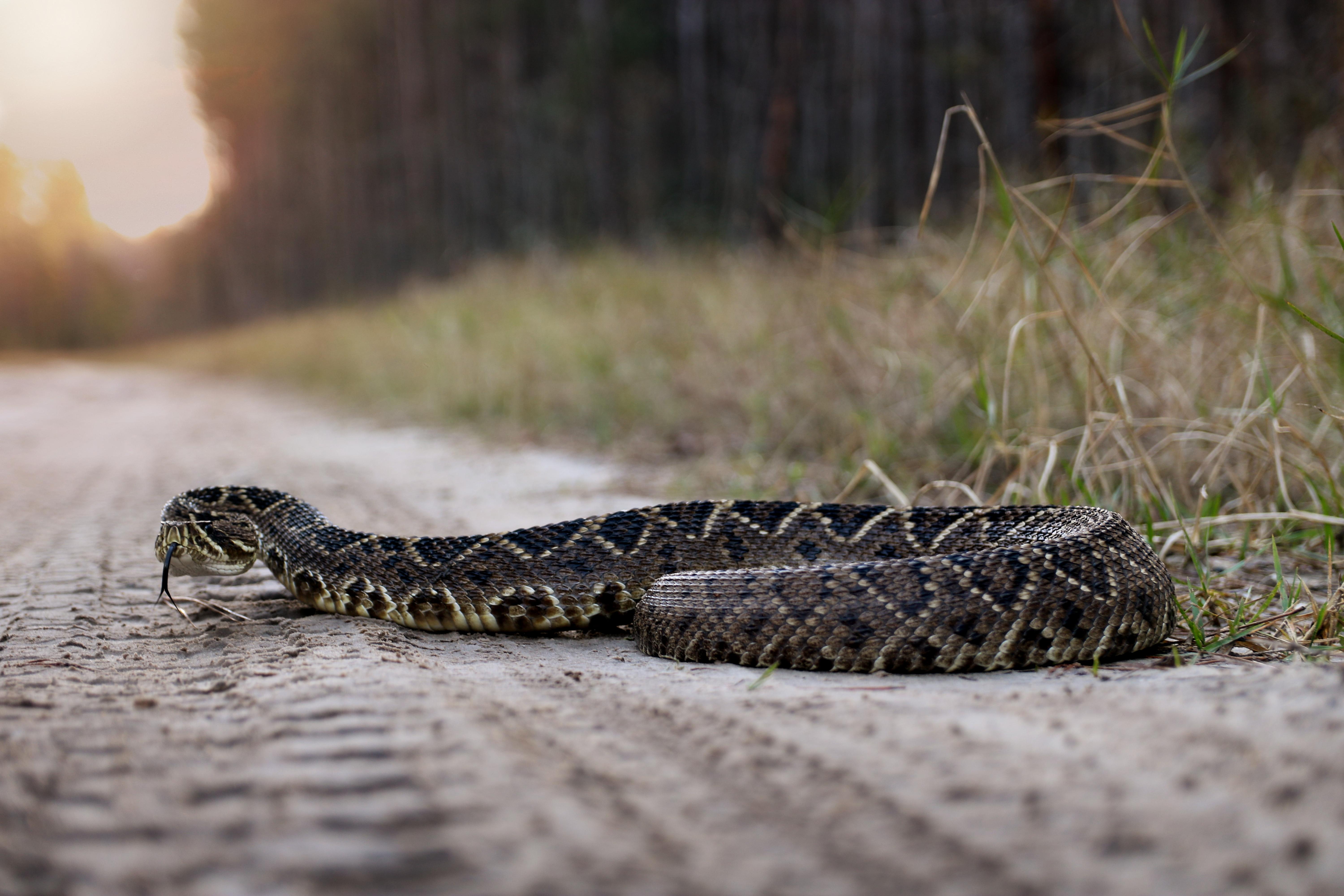 Last snake of 2018 the Eastern Diamondback Rattlesnake. Largest one I