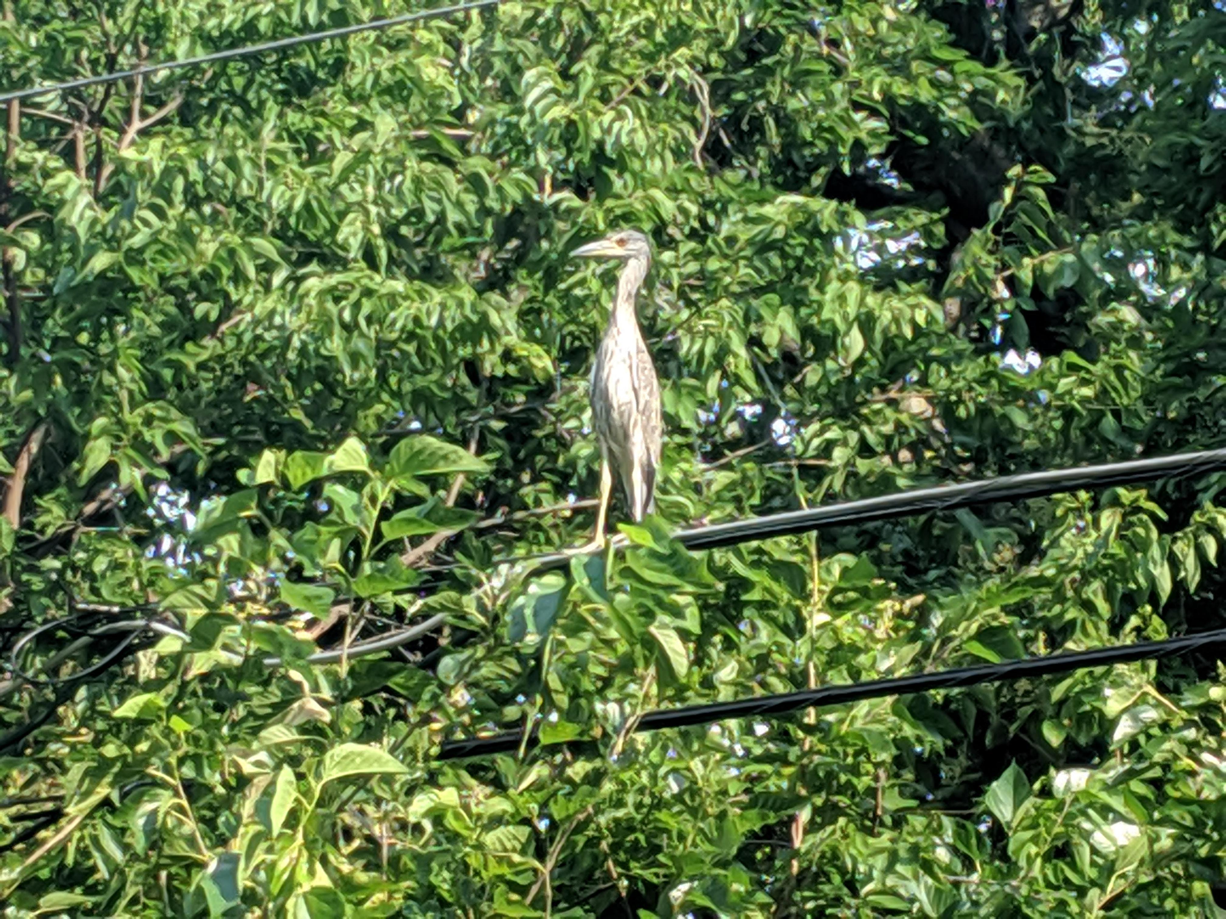Dallas Texas bird in my backyard. Anyone know what this is? r/birding