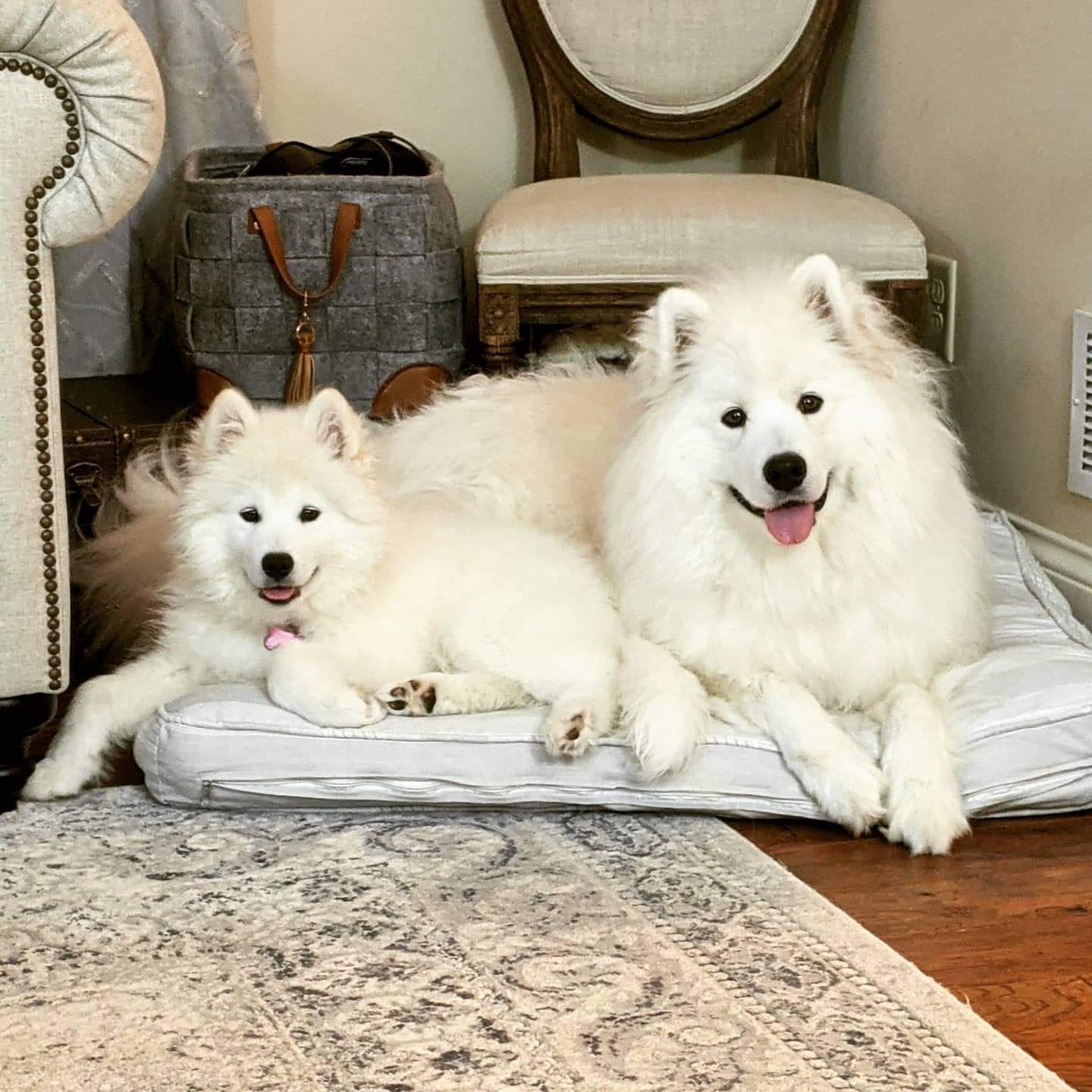 She is almost too big to share the bed now r/samoyeds