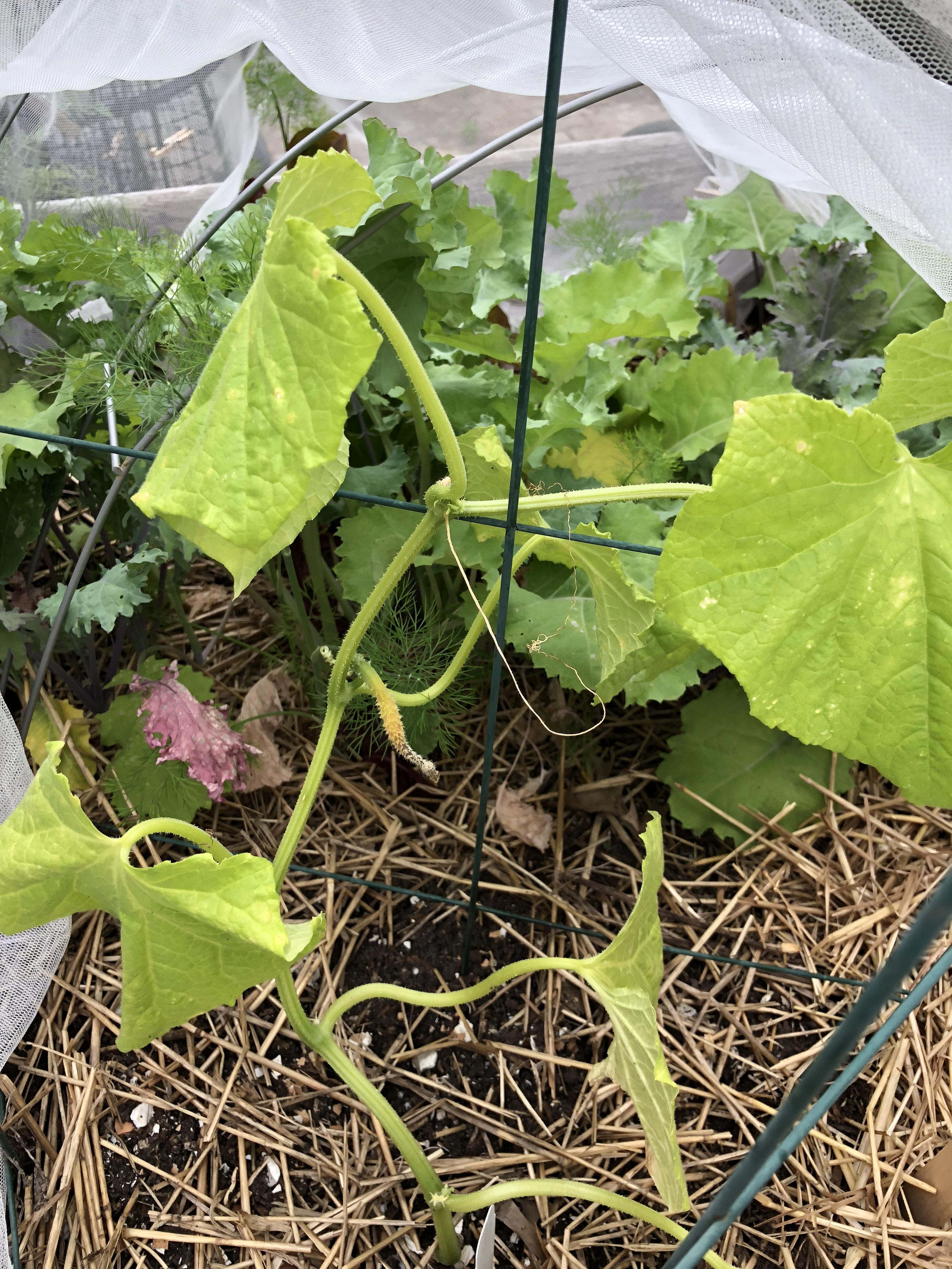 Transplanted Cucumber now sickly looking. Little baby cucumber starting