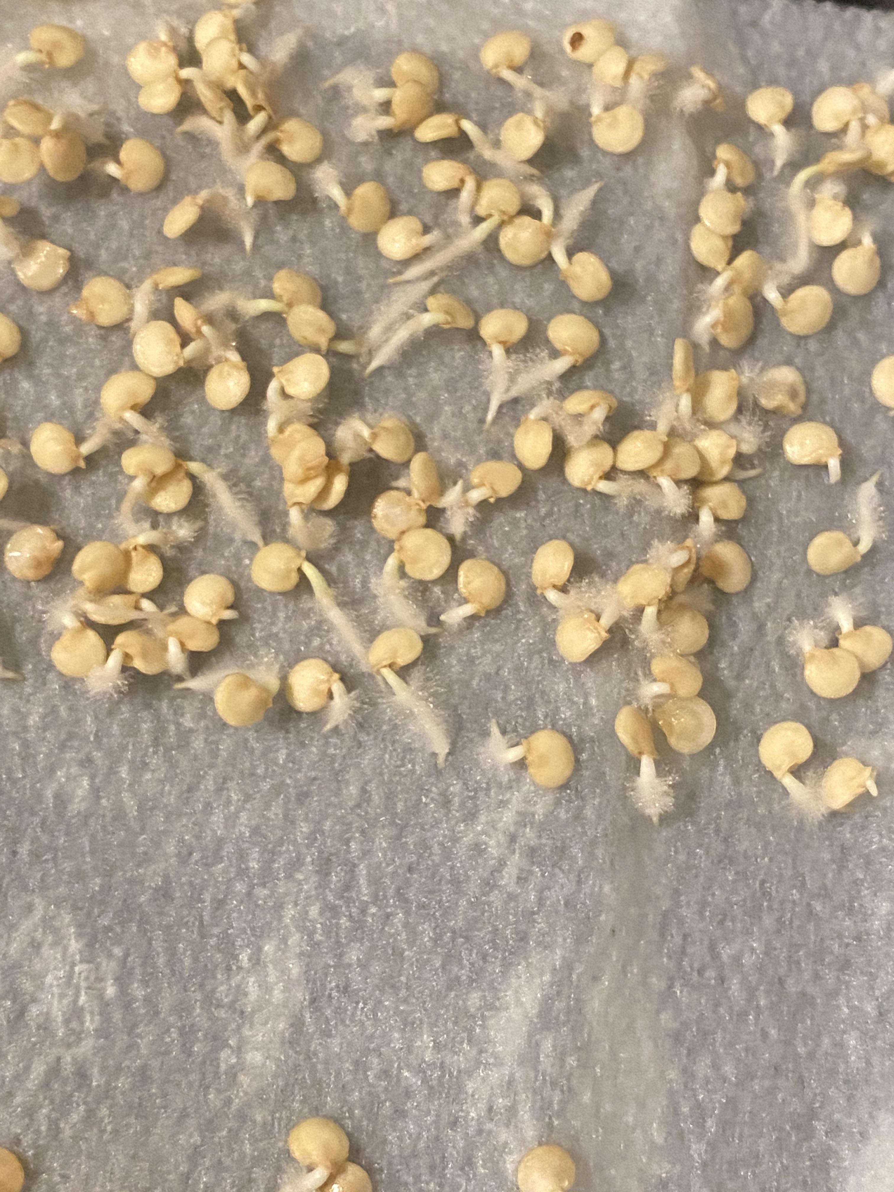 Trying to germinate some bell pepper seeds and there is some fuzz
