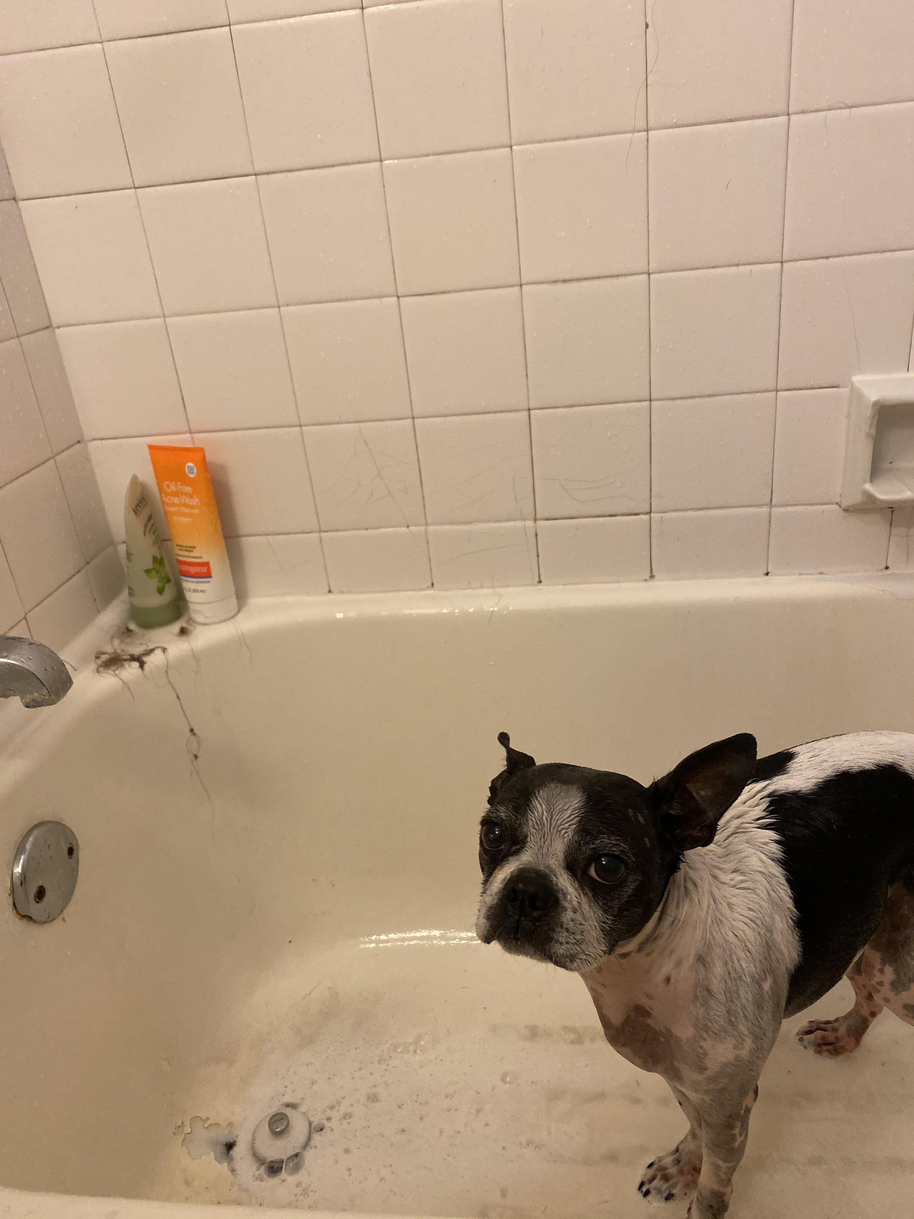 Lulu Hates Bath Time r/BostonTerrier