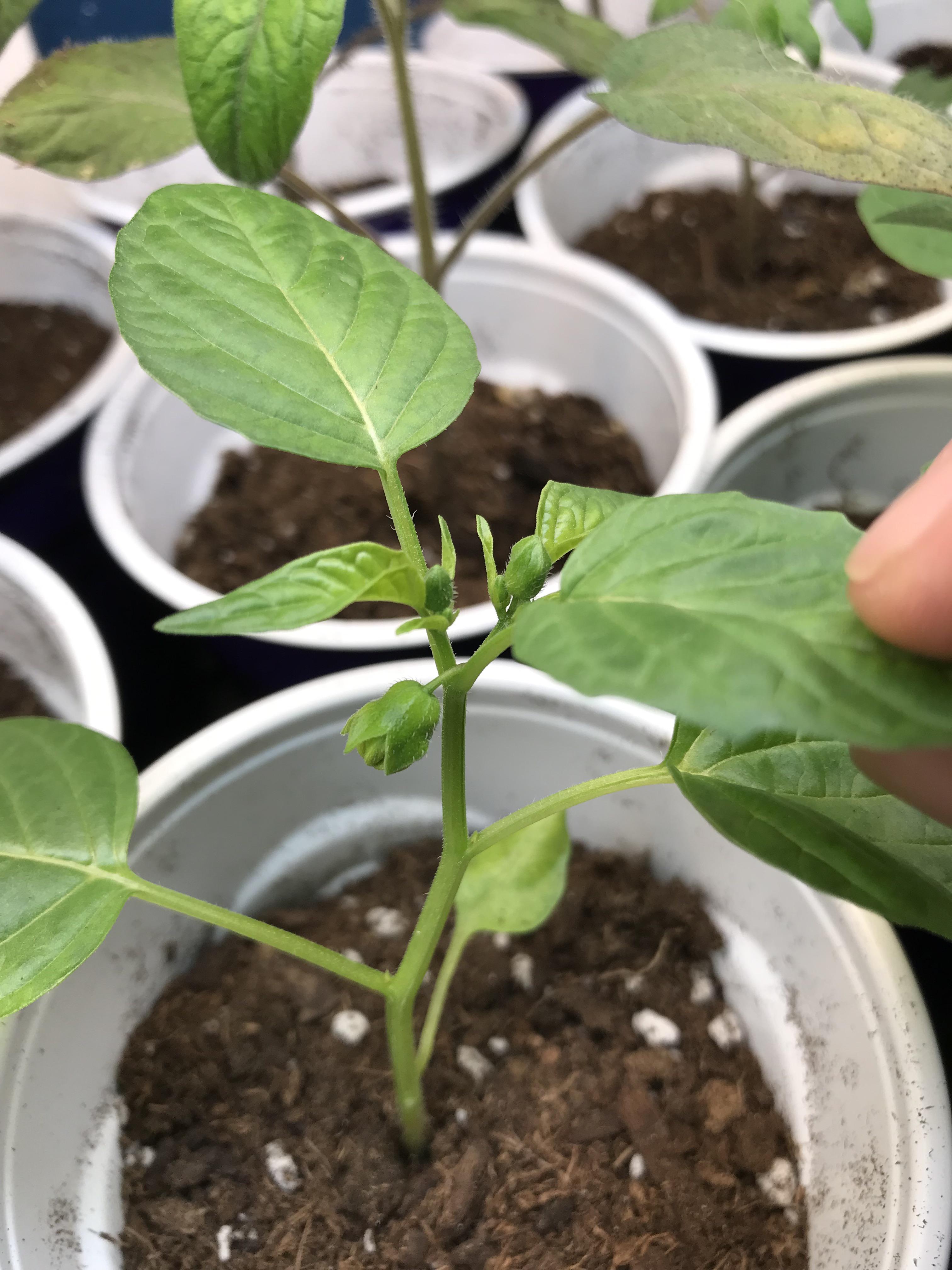 My tomatillo plants are trying to flower but here in the PNW it’s way