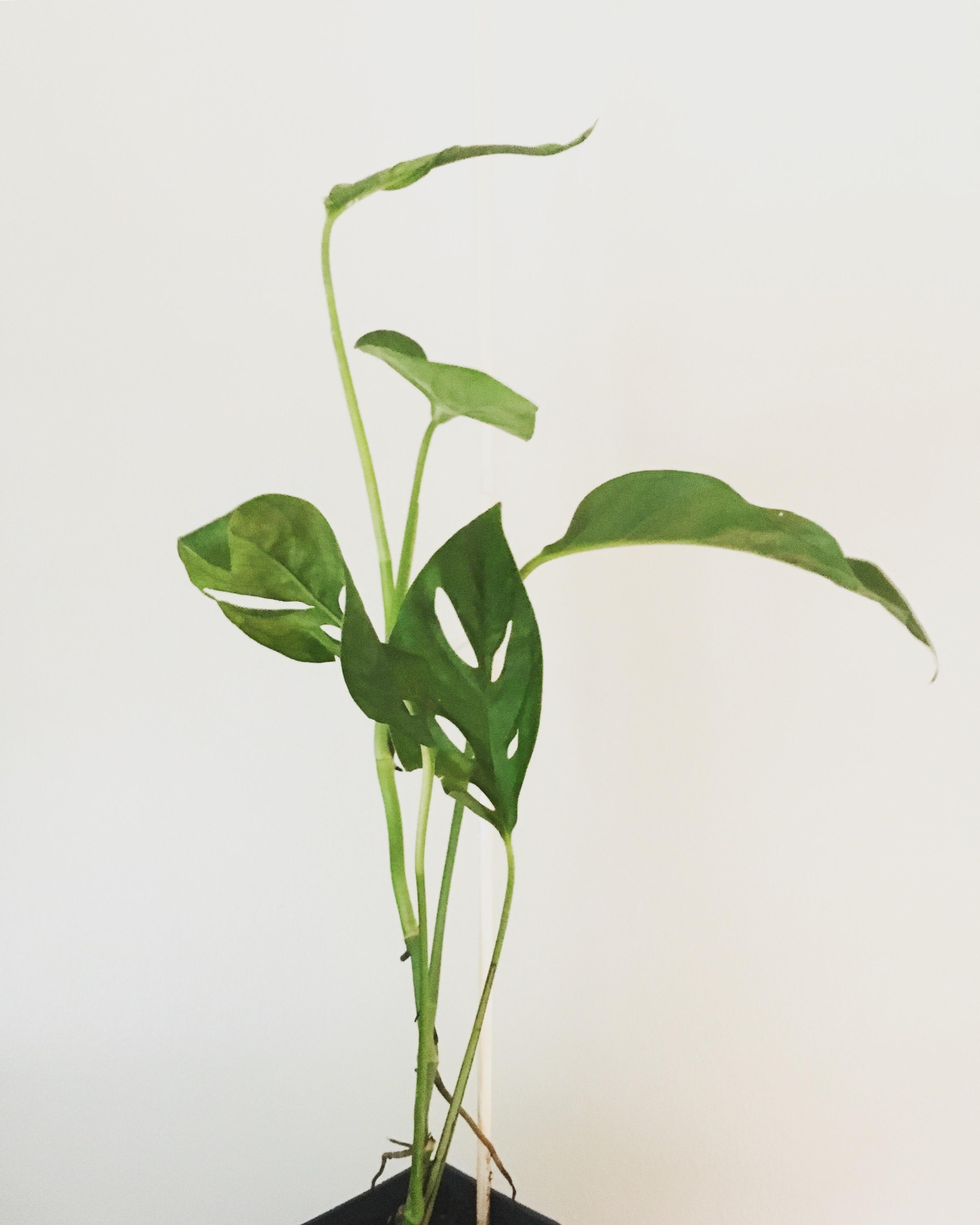 Monstera Adansonii! What potting medium? r/houseplants