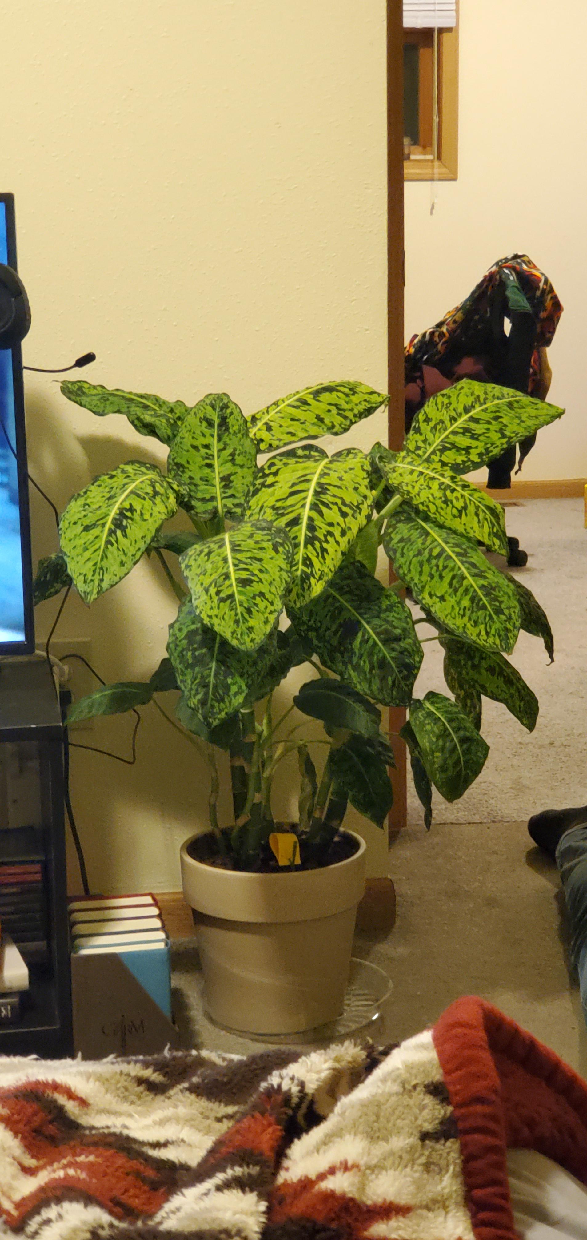 Why does my houseplant smell like ladybugs? Details in comments. r