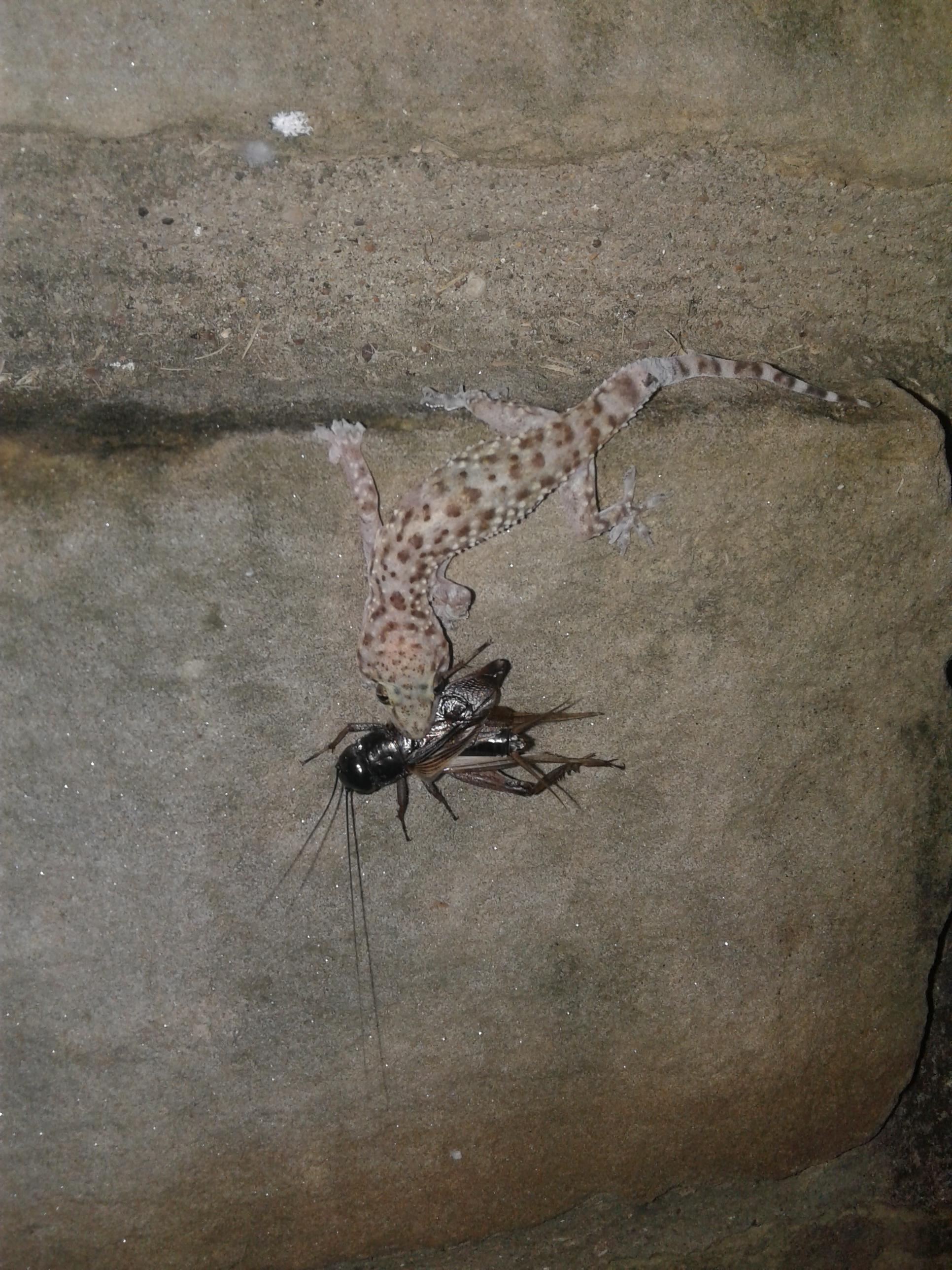 A house gecko eating a (rather large) field cricket r/pics