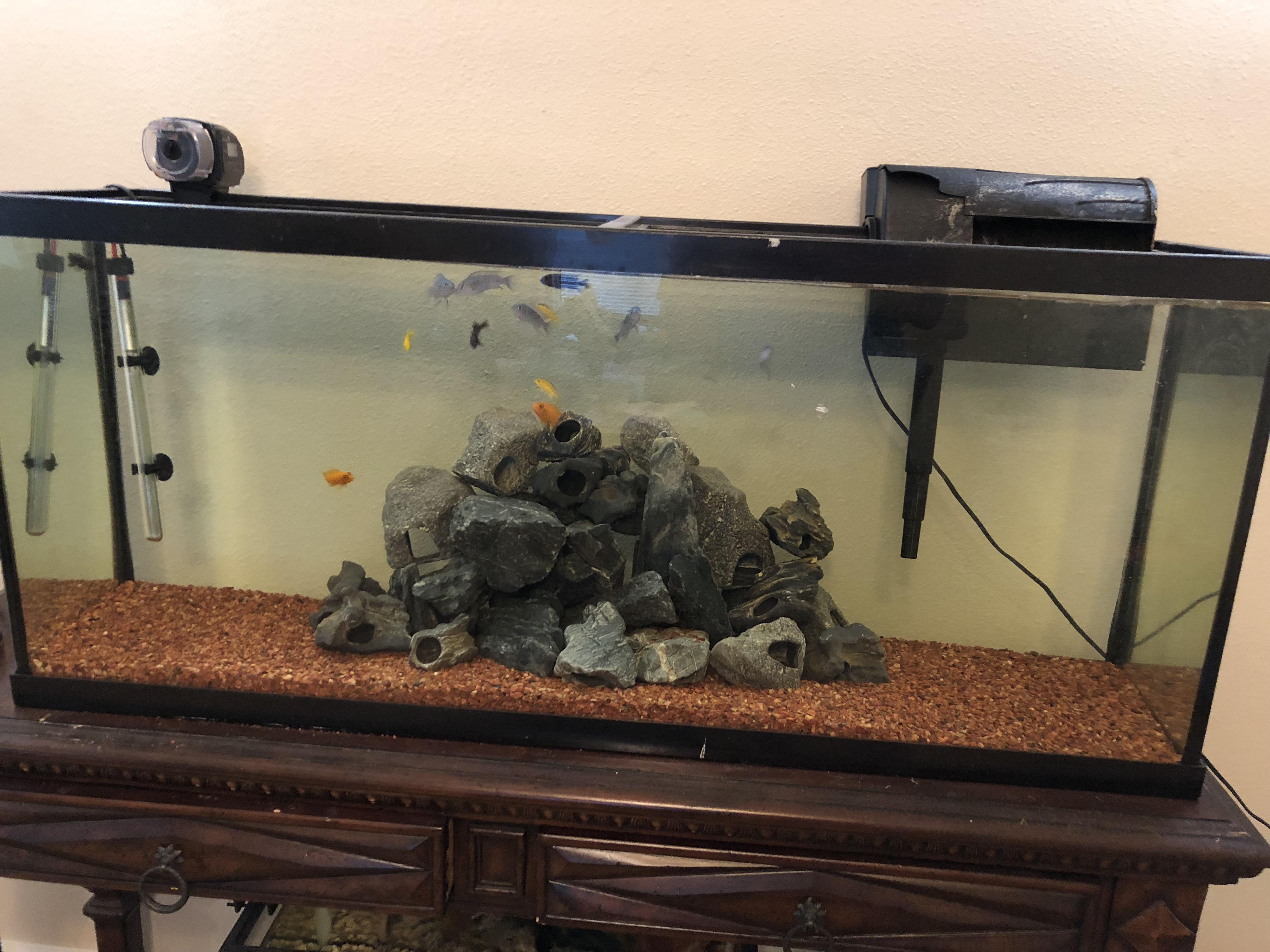 [FS] Austin Tx. 70 gallon aquarium. Will throw in the cichlid rocks if