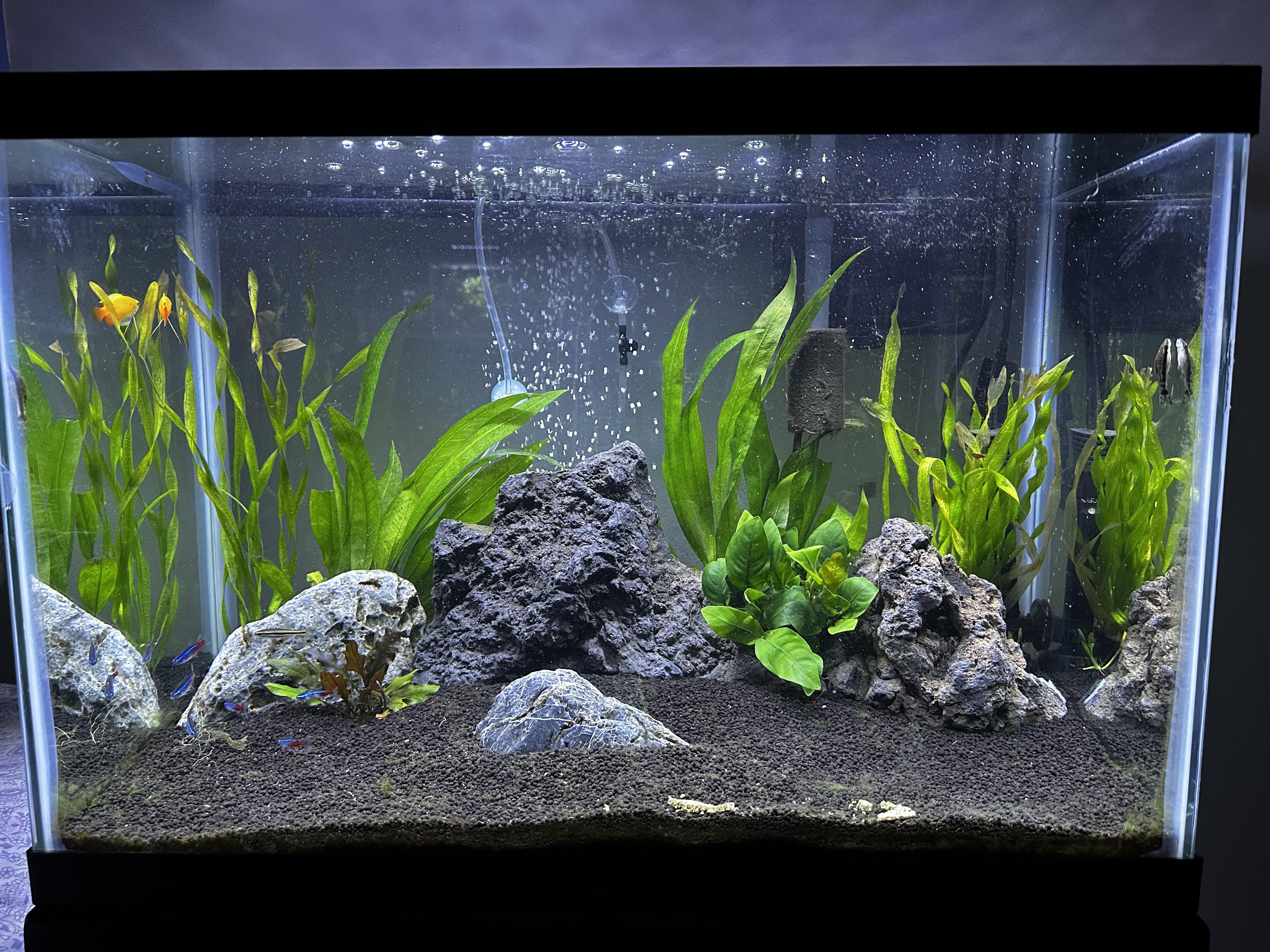 Tank crashed, algae took over completely, had to remove all plants and