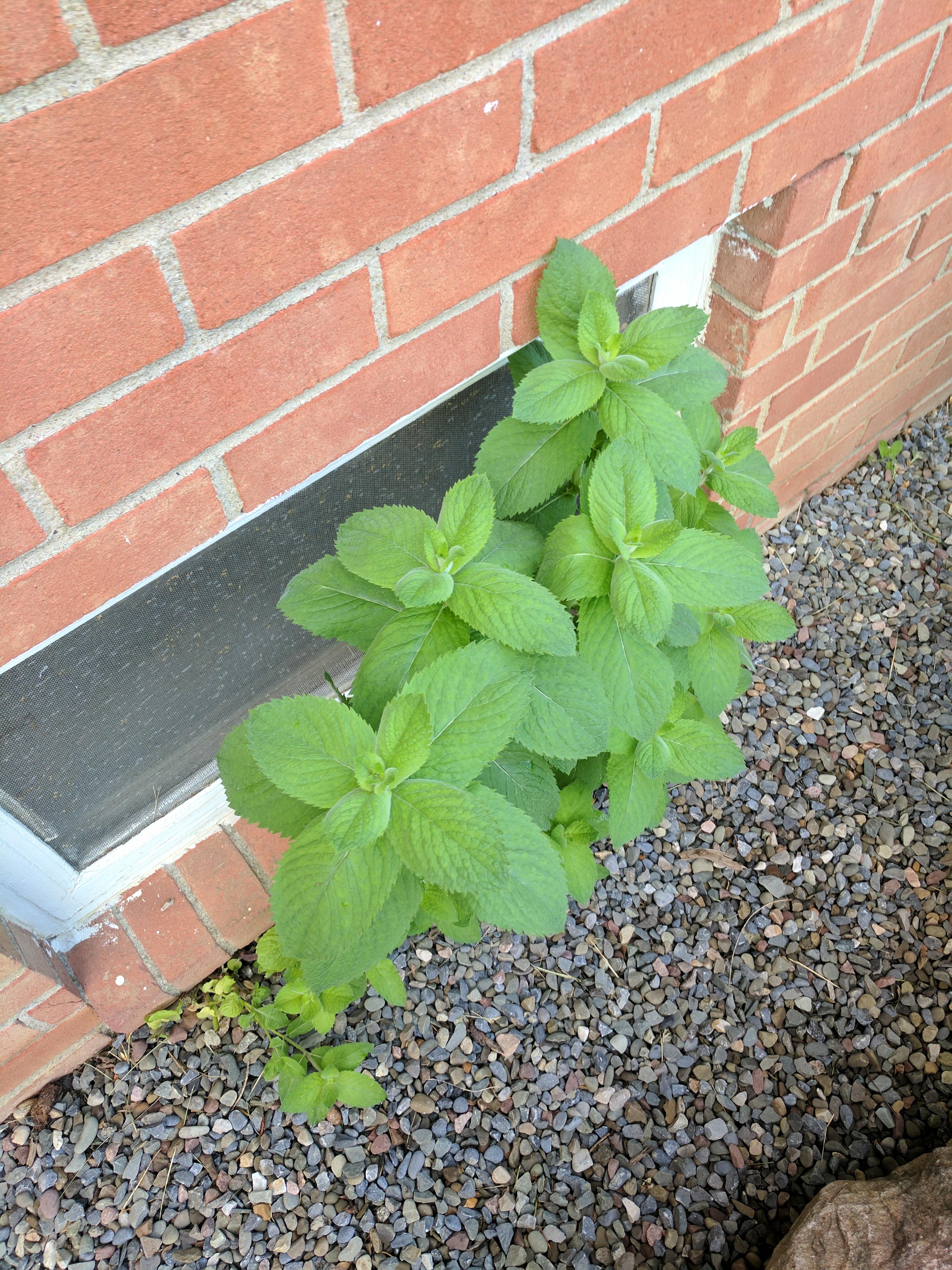 Smells like mint, growing everywhere around apartment complex, upstate