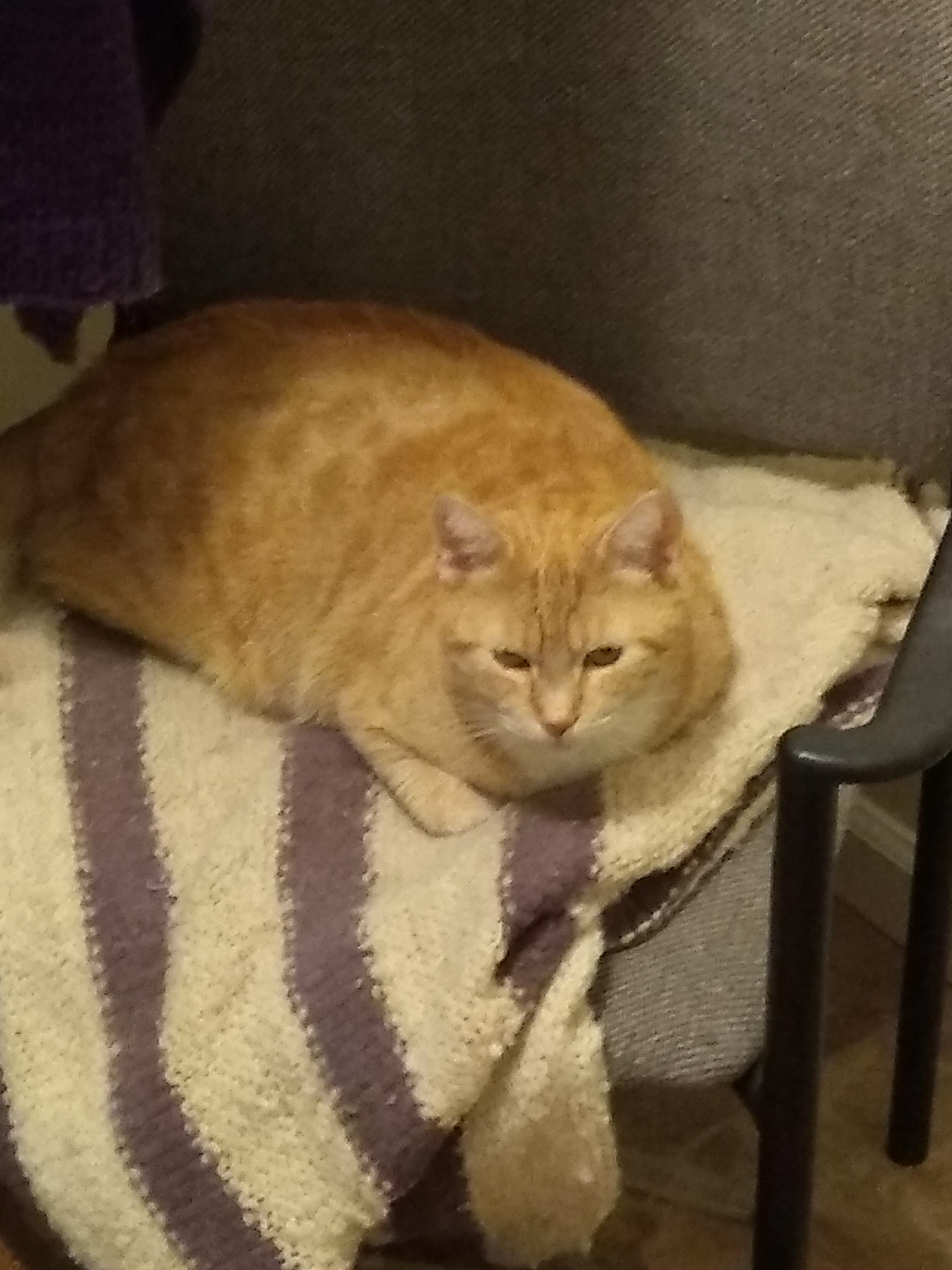 My cat used to look like a loaf of bread Chonkers