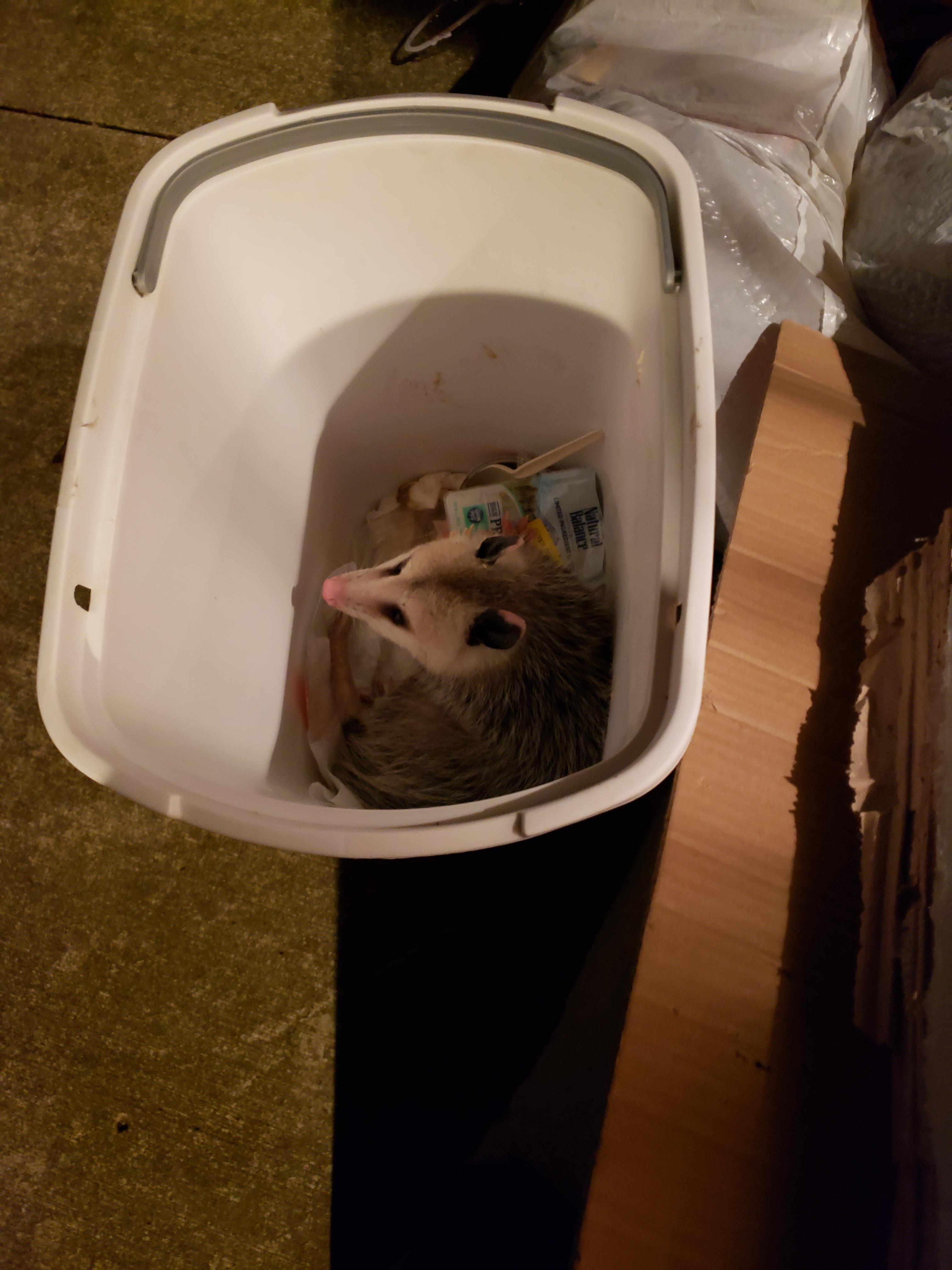 [NS] PAW PAW GIT! local possum knows trash night and that there is