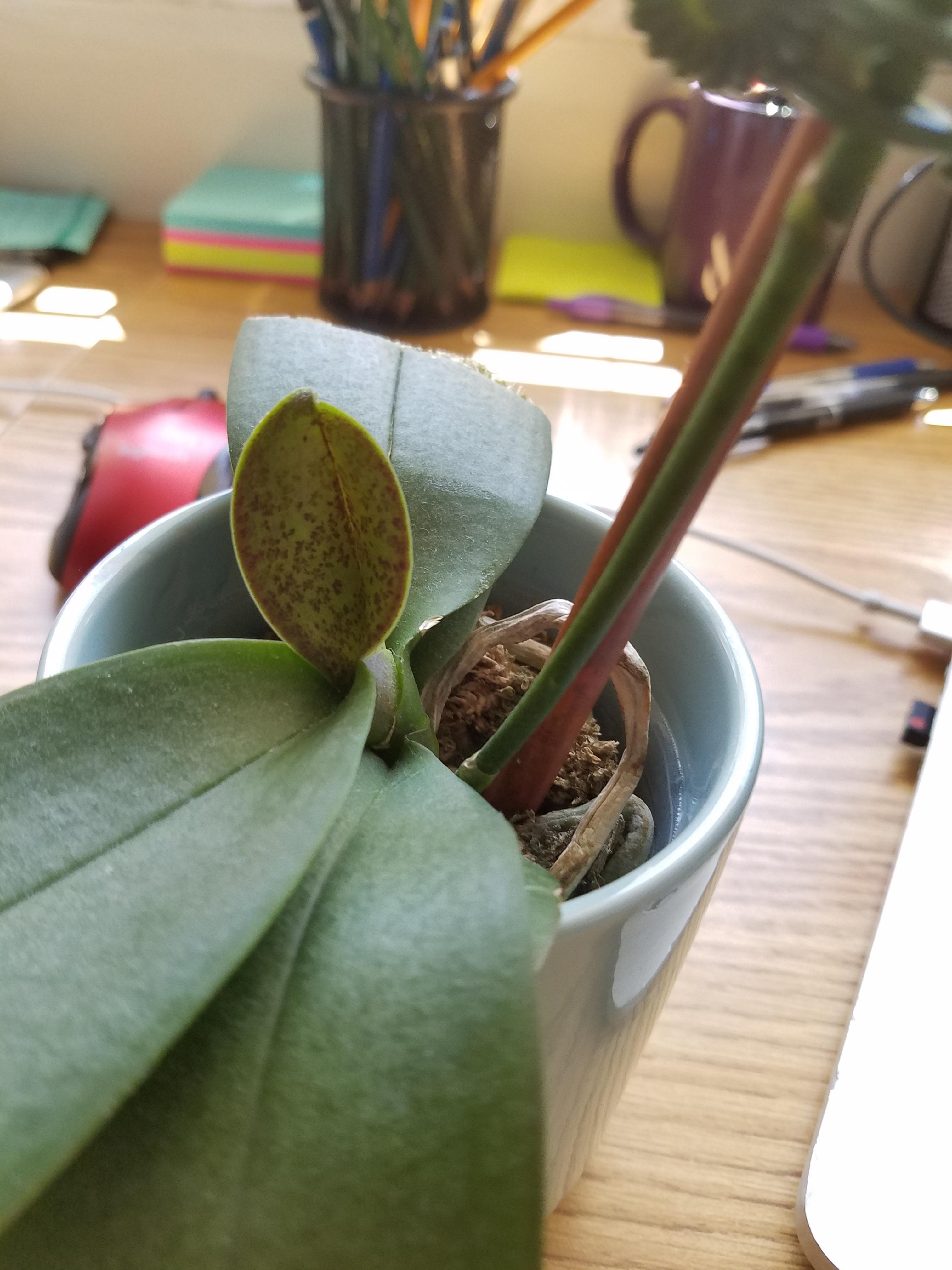 My orchid's new leaf has these weird spots on it? Will it be okay and