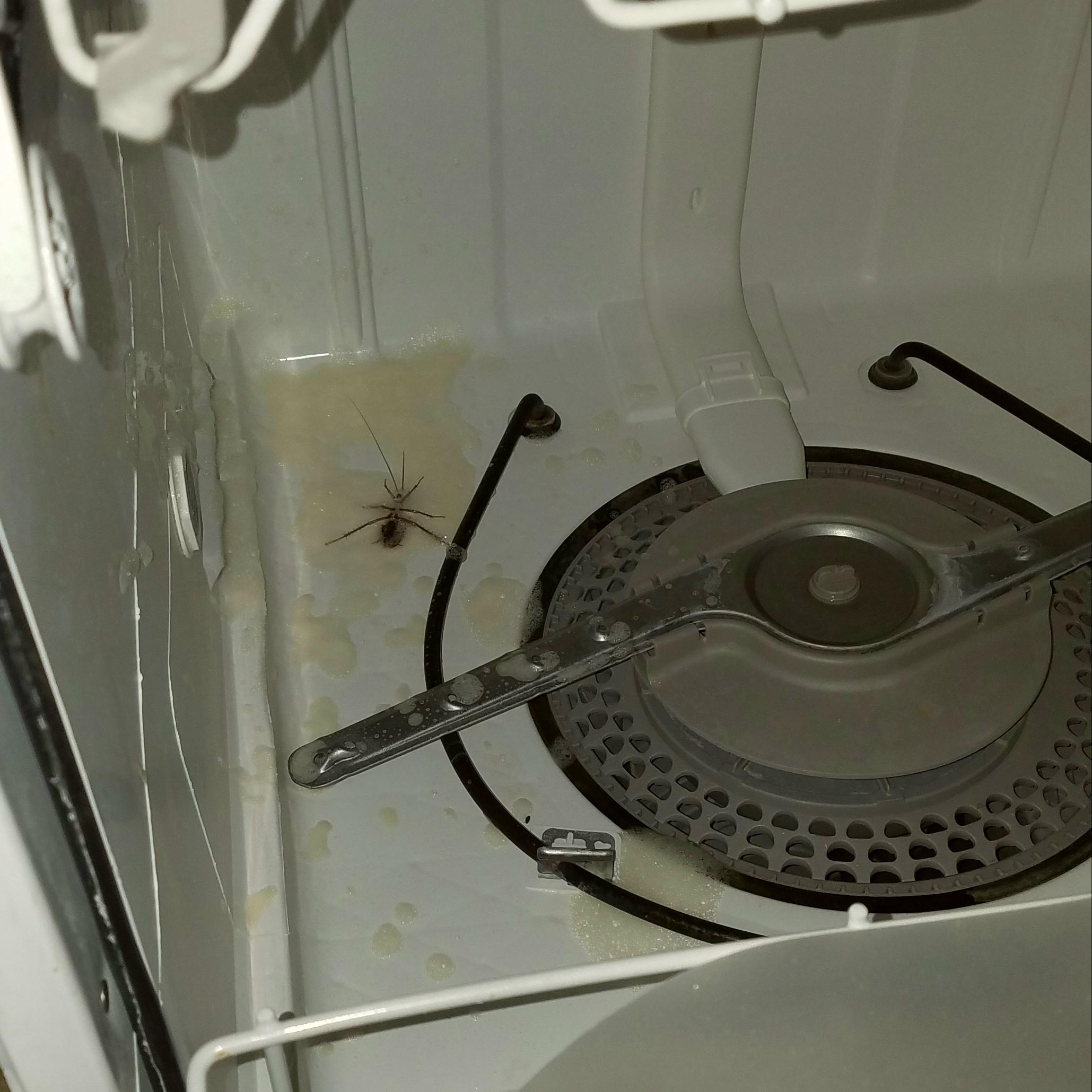 My dishwasher was still full of clean dishes that I'll have to wash