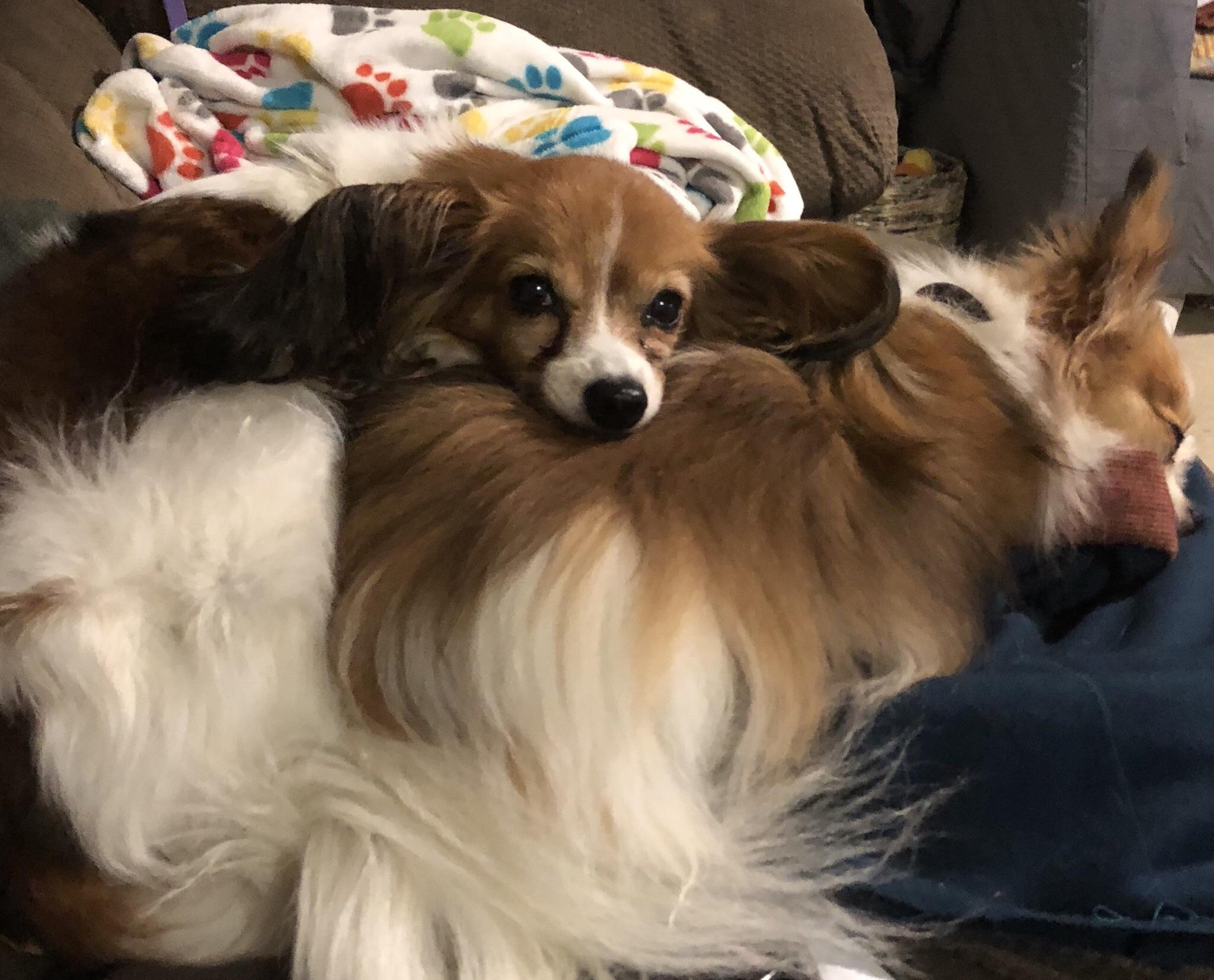 Cuddle pups! r/papillon
