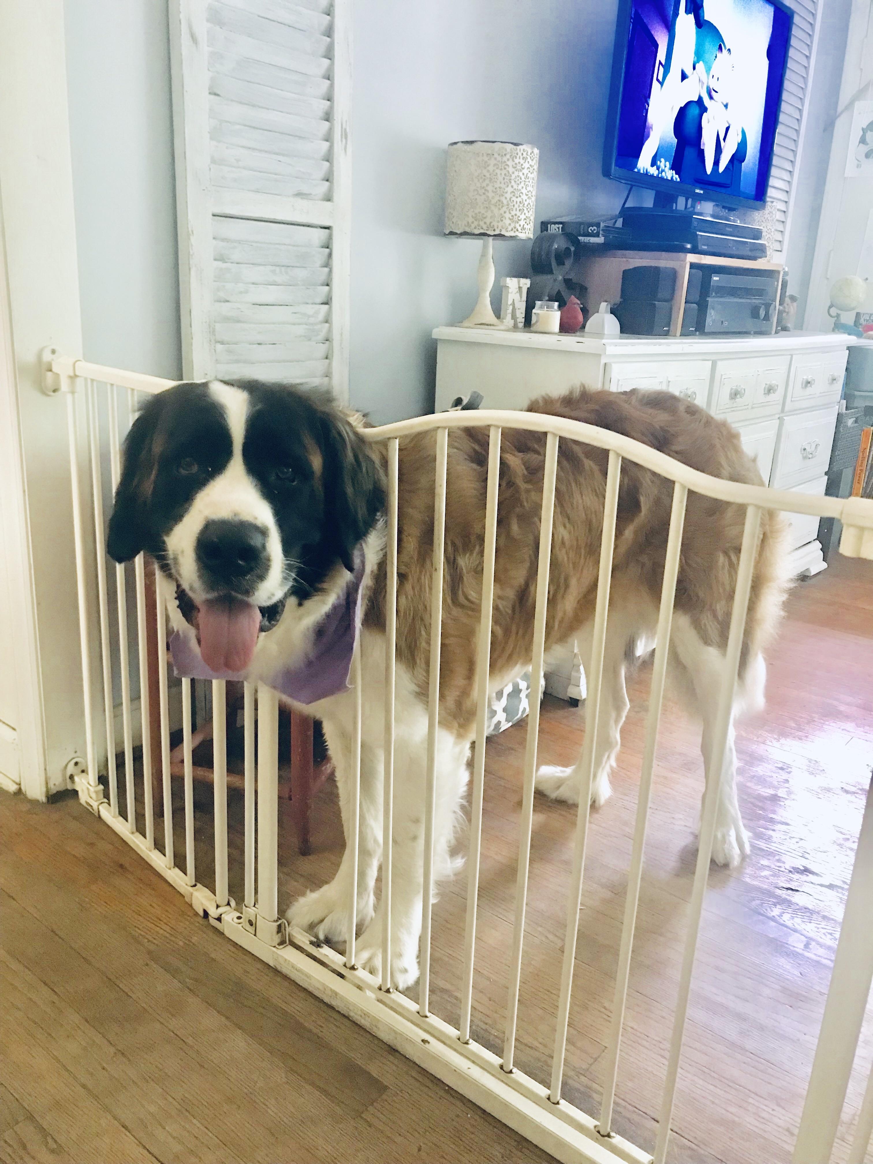 My St Bernard got her head stuck in the baby gate but still happy as