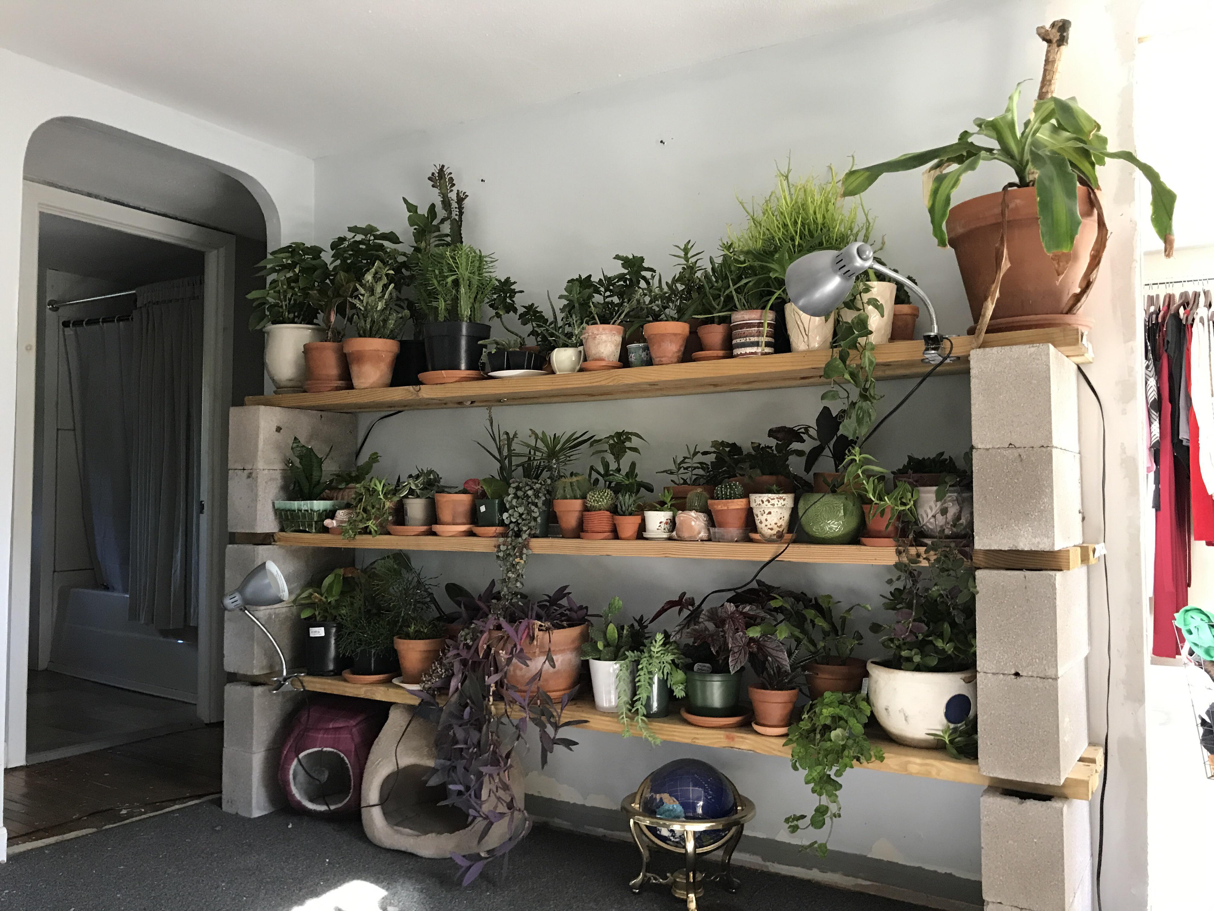 Had to bring all my plant indoors for winter and came up with this huge