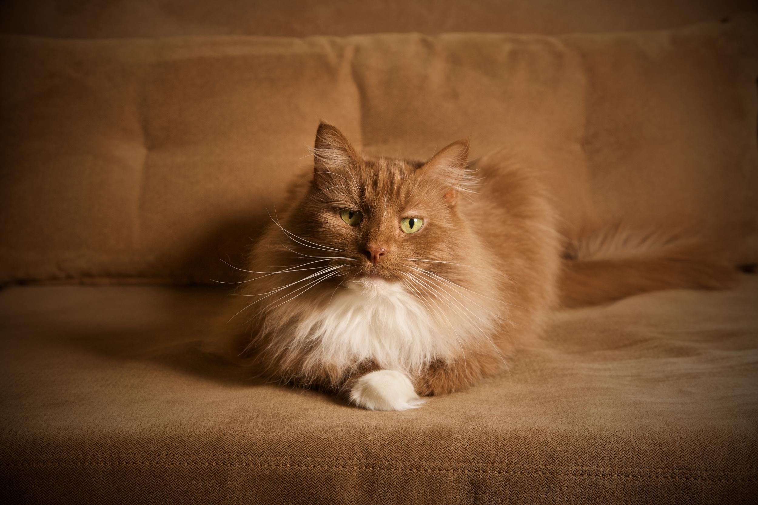 This is Mochachino. We believe she is a rare cinnamon ragdoll, at least