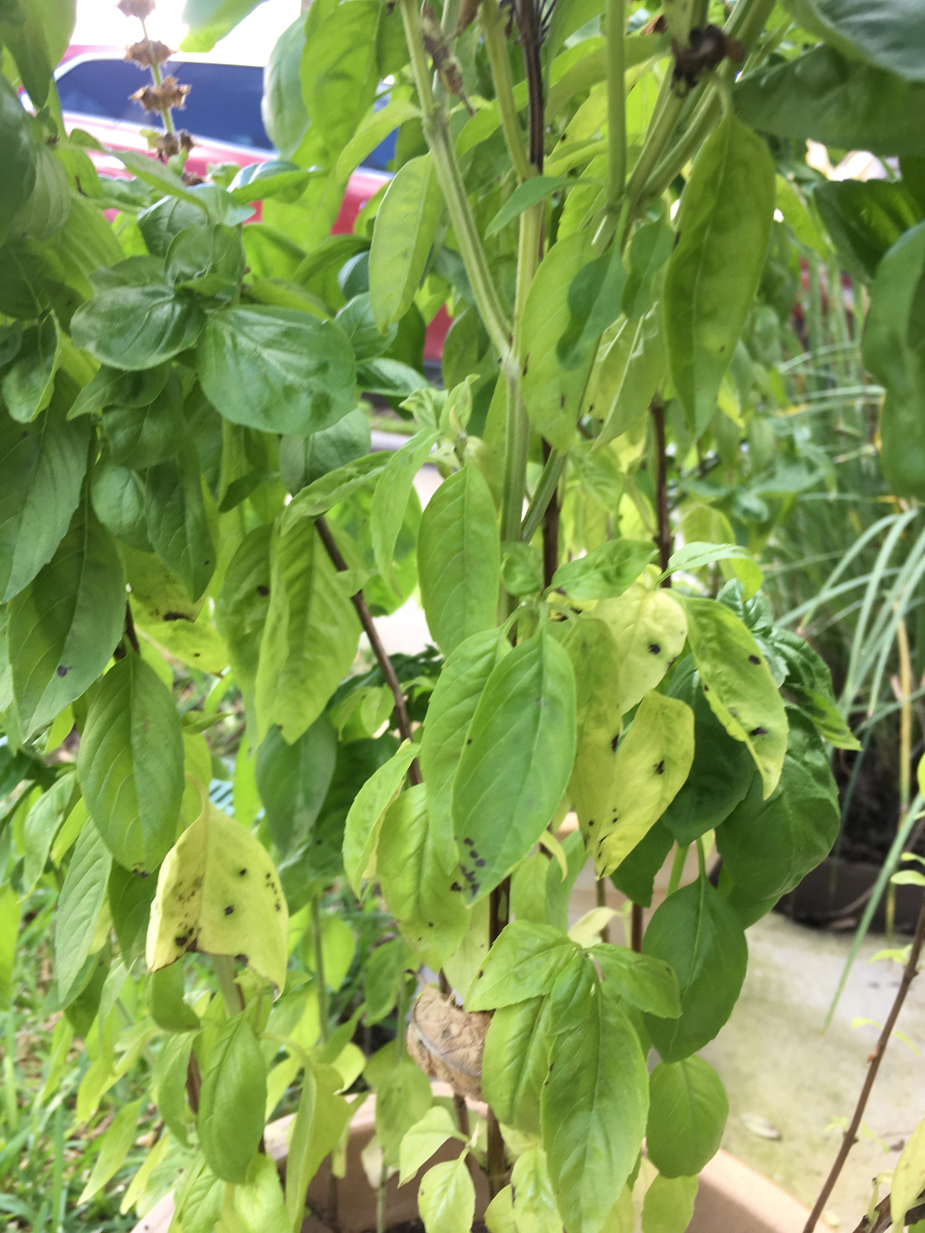 Basil blight my basil has developed a disease that I can’t diagnose