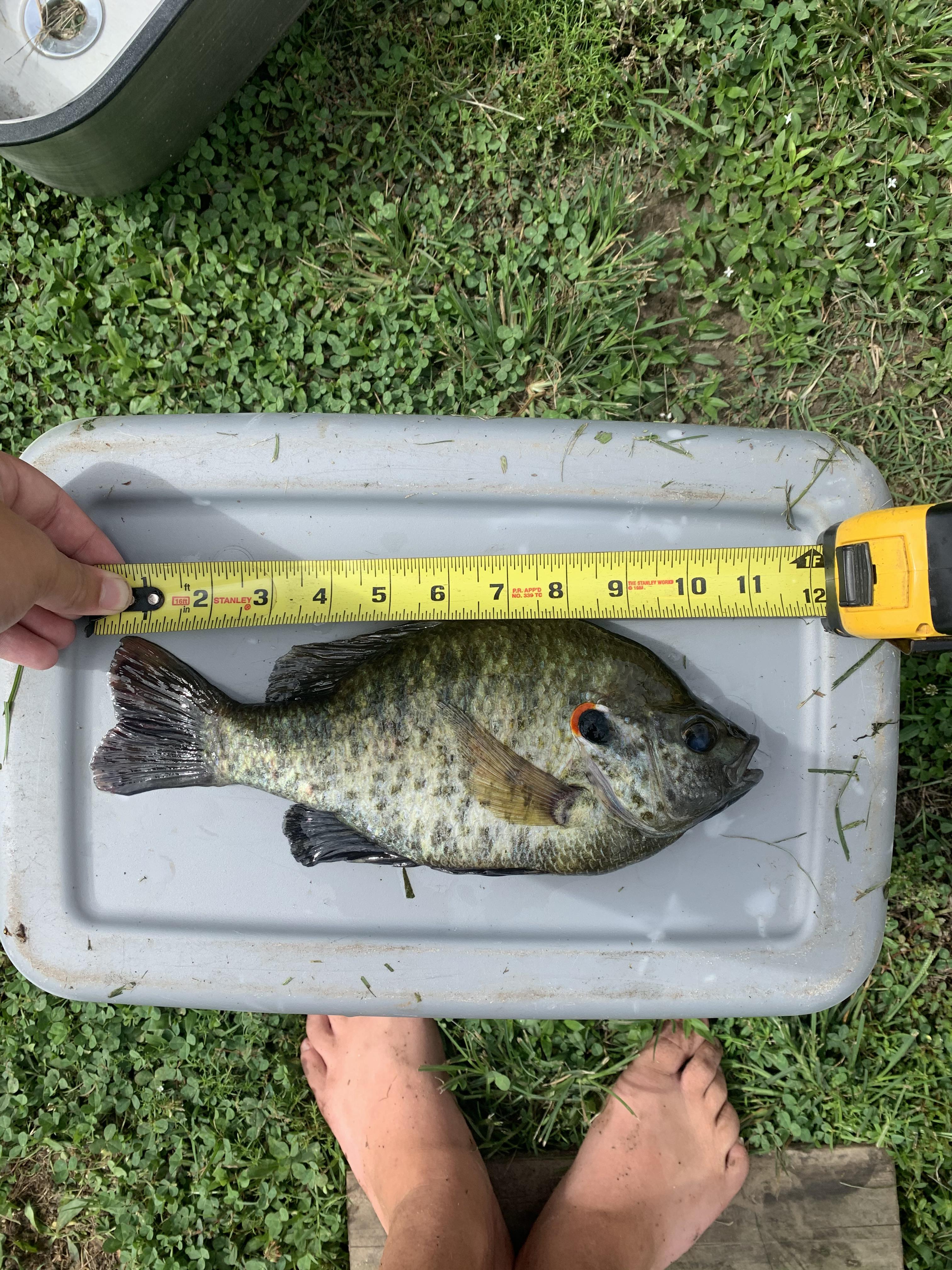 Biggest bream i have ever caught r/Fishing