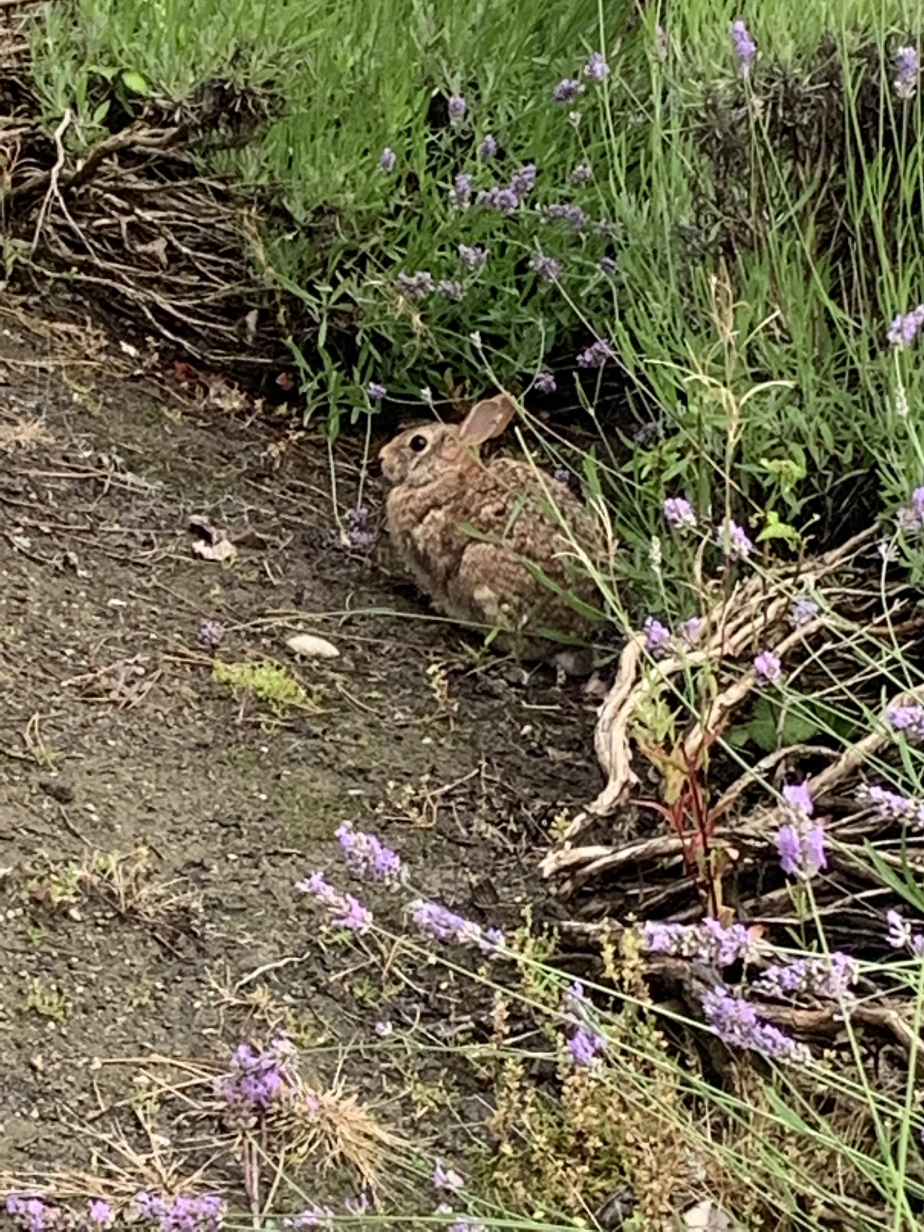 This wild bunny in my front yards lavender. r/Rabbits