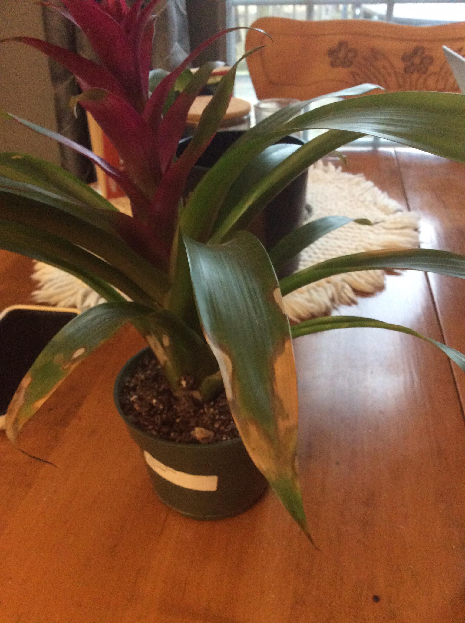 Help new to bromeliads the leaves are turning brown r/bromeliad