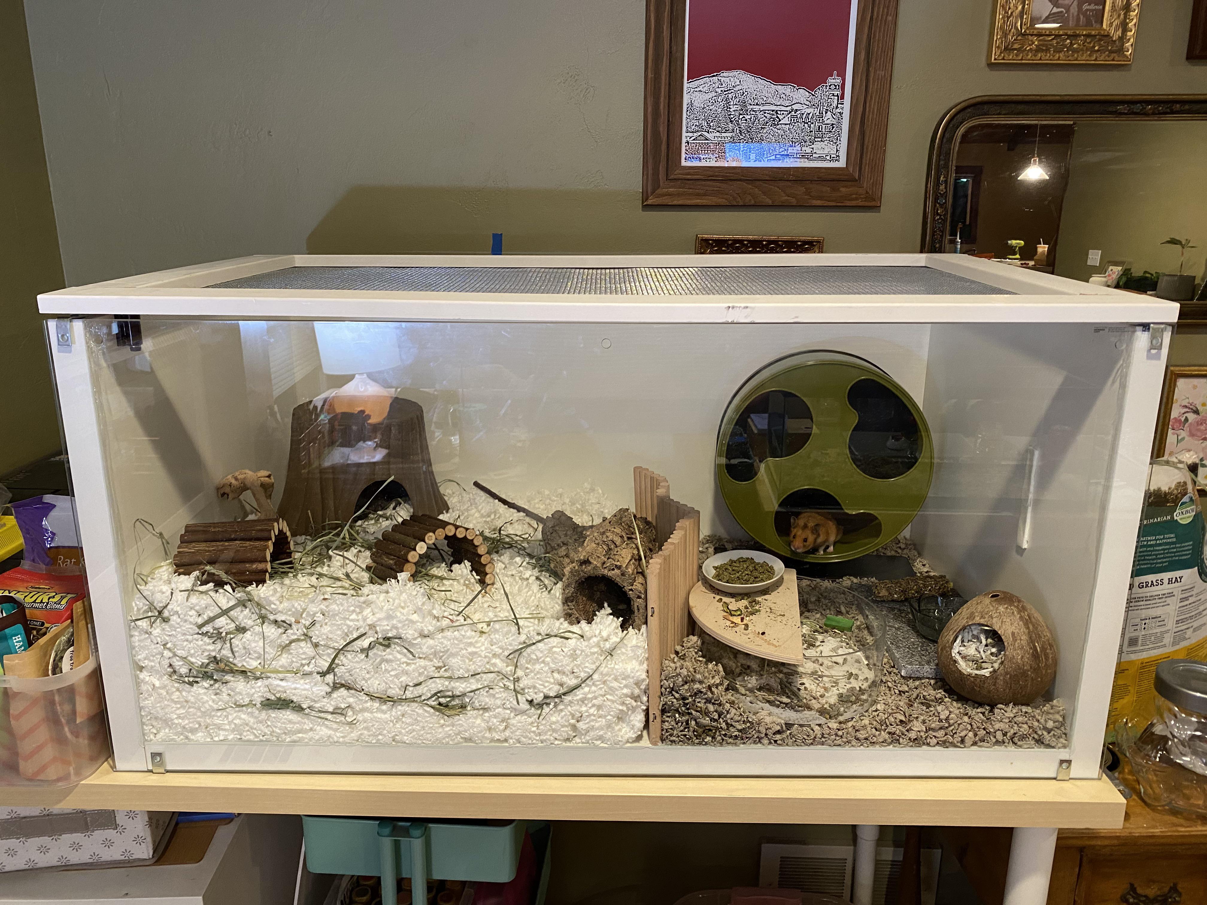 Just upgraded my hamsters cage! Suggestions I am still