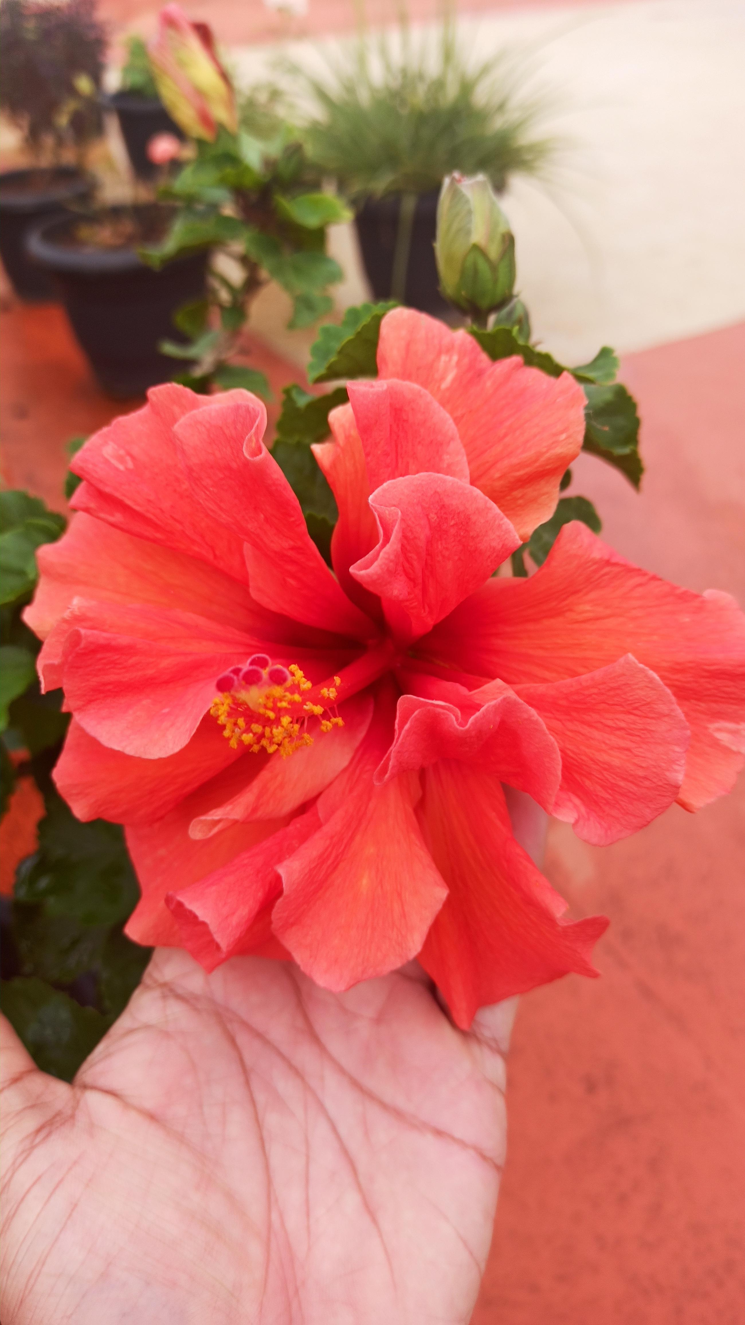 [OC] Big Hibiscus flower from the garden r/india