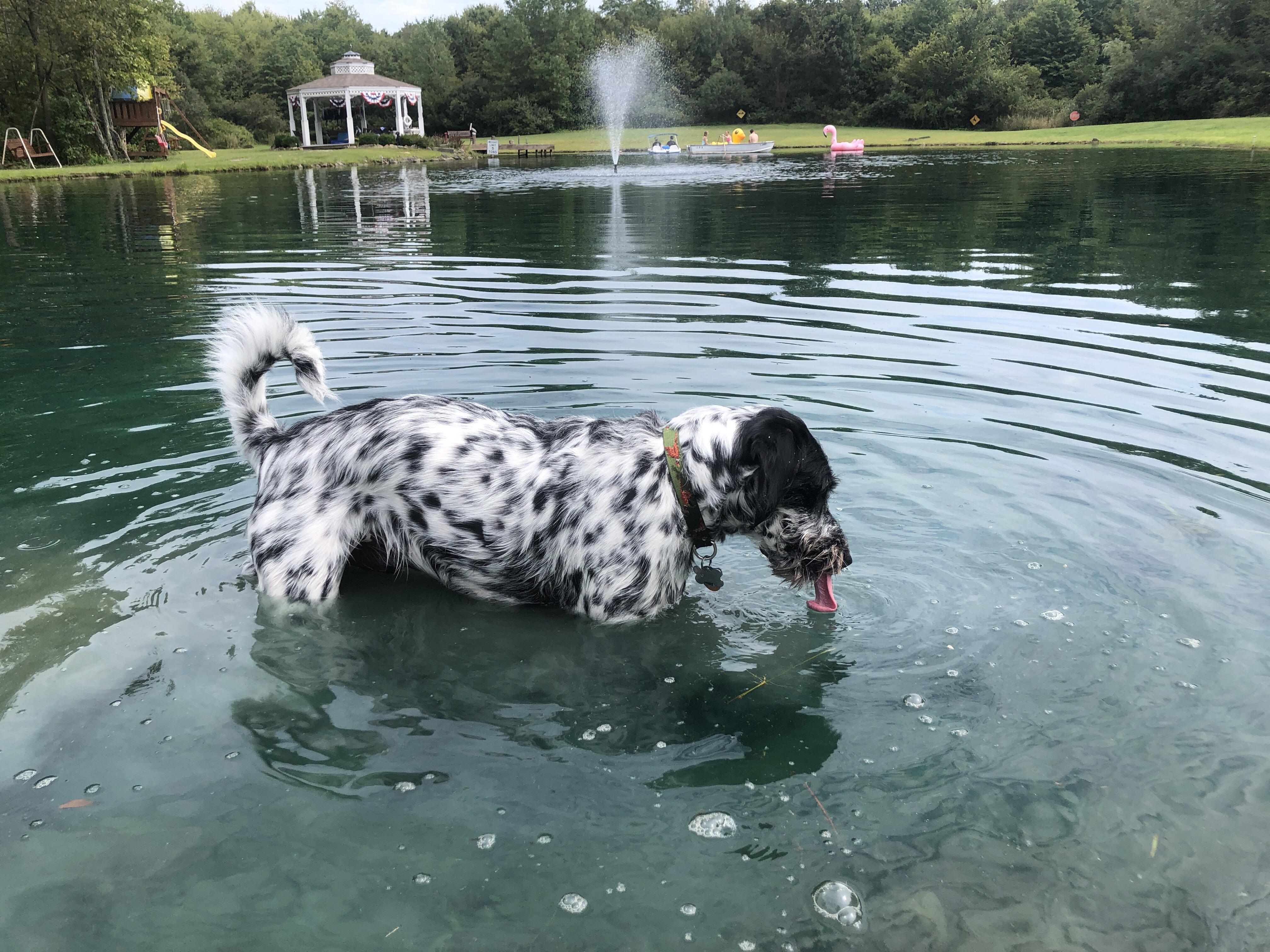 Look at my dog drinking the pond water that told him not to drink