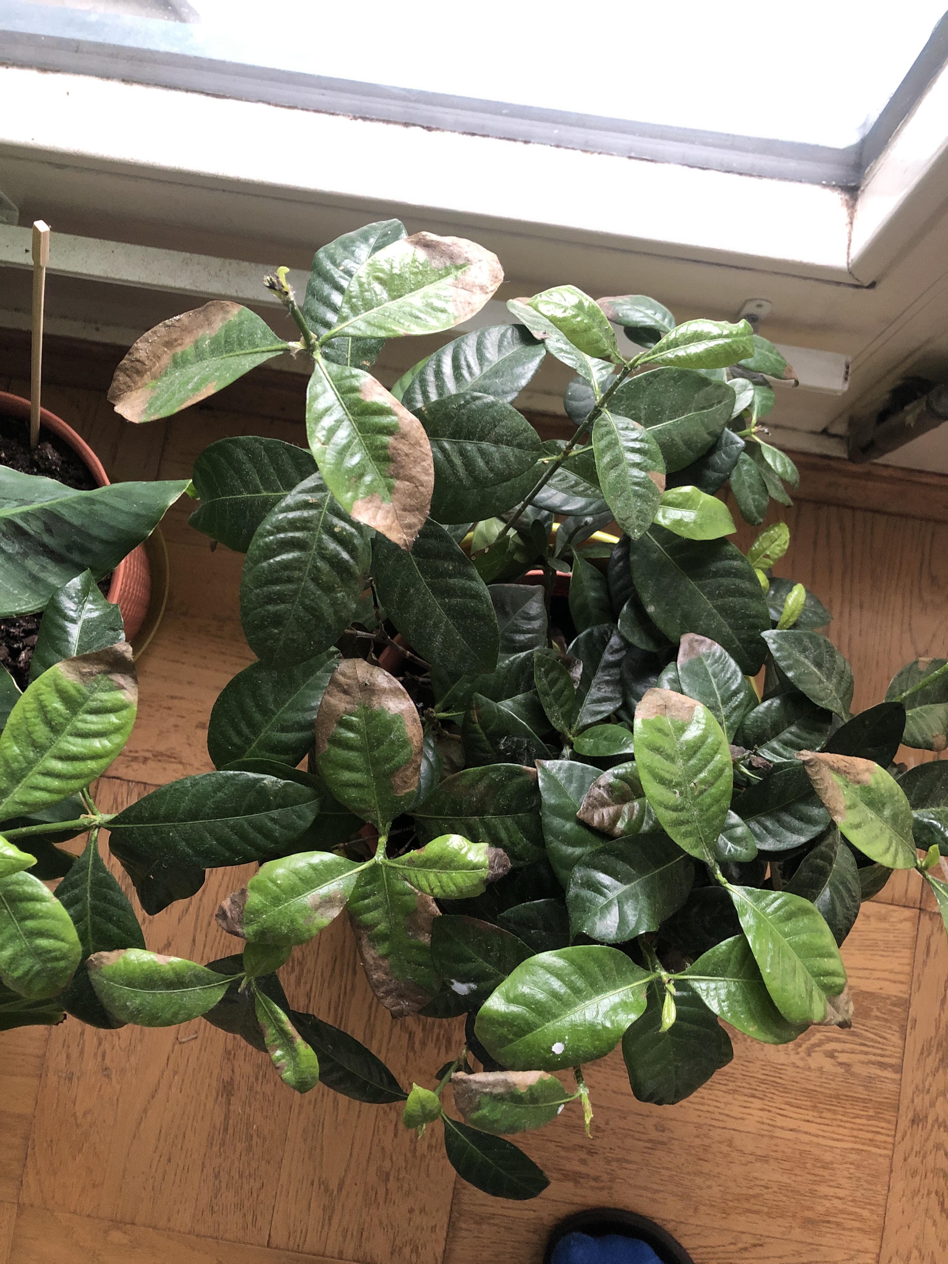 My jasmine plant is having this decolouring / drying up .. any