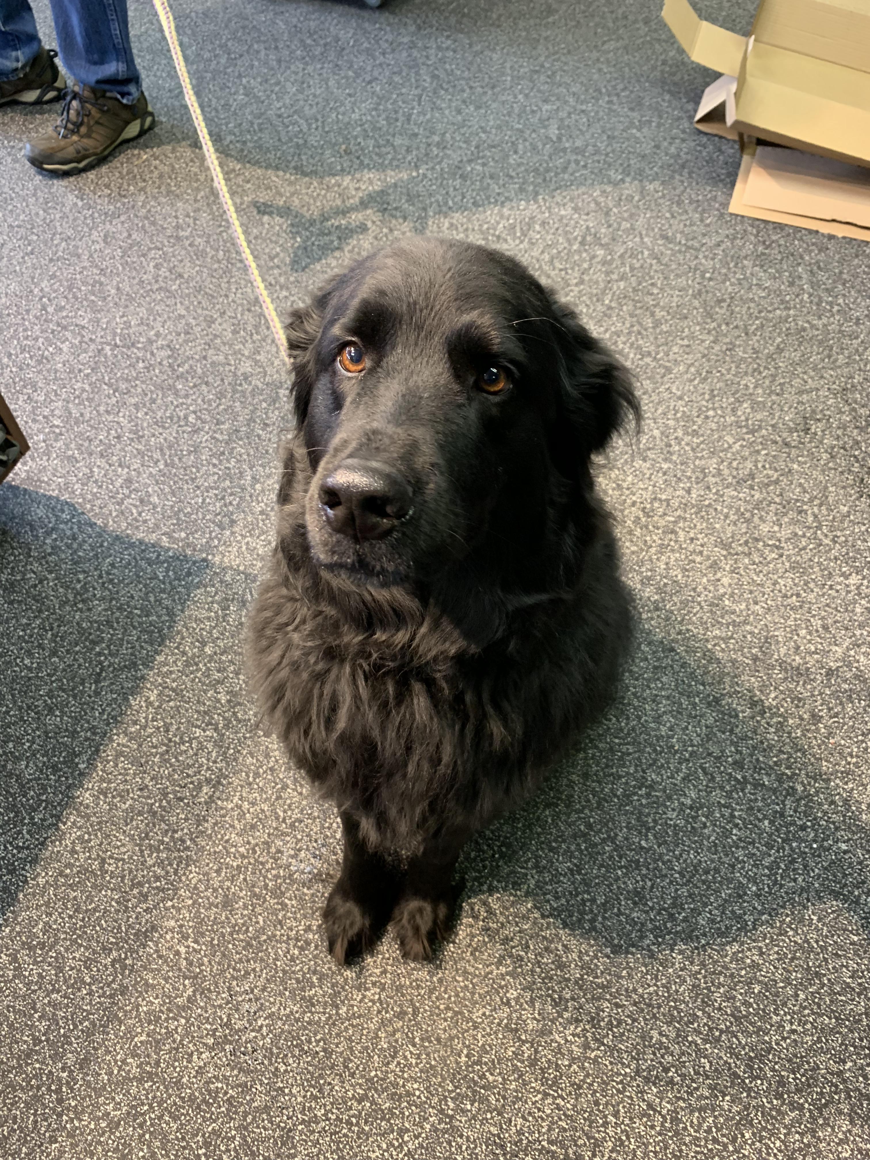 This shiny Golden Retriever (aka Flat Coated Retriever) r/RealLifeShinies