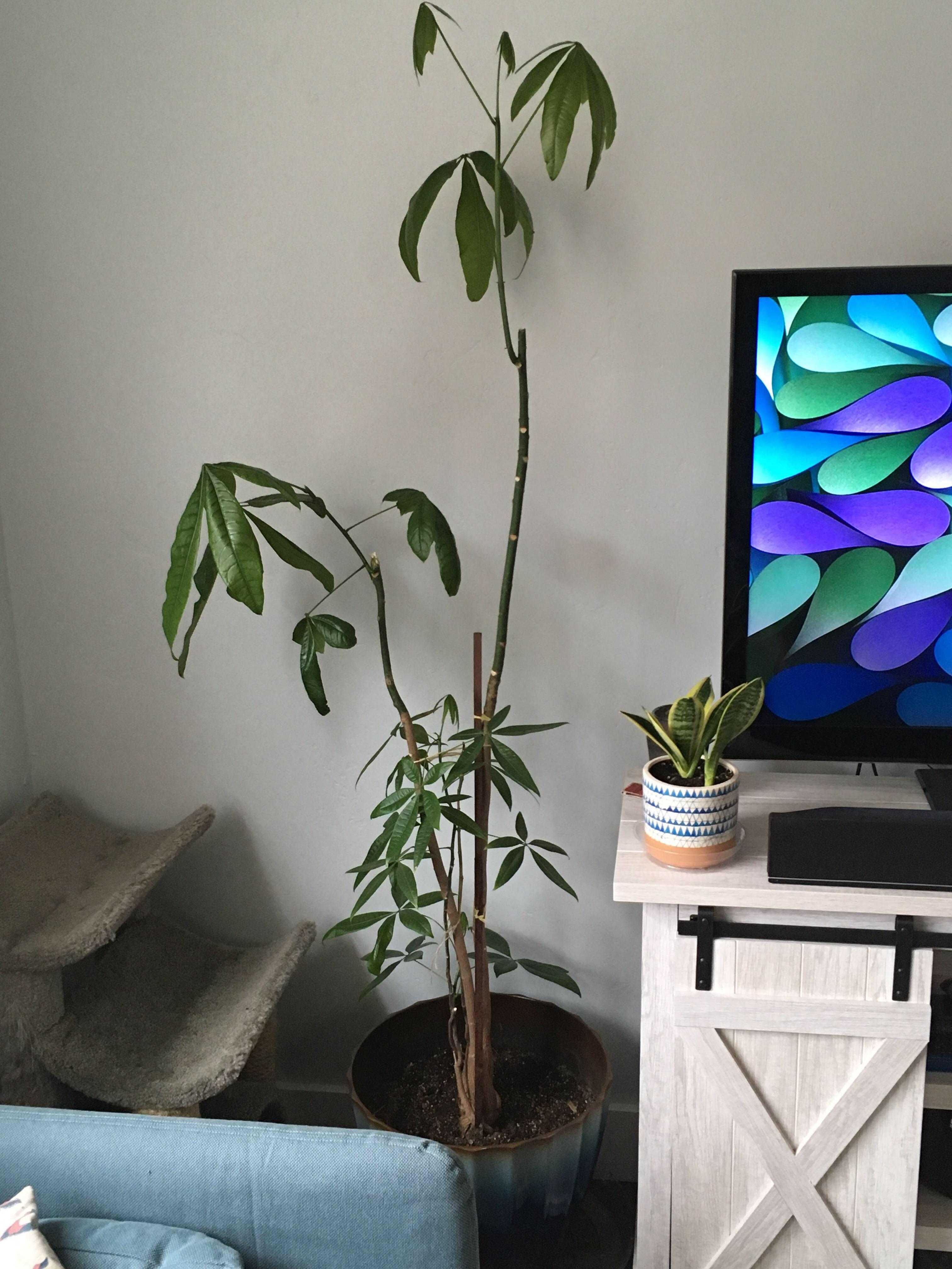 Pruning Tall Money Tree houseplants