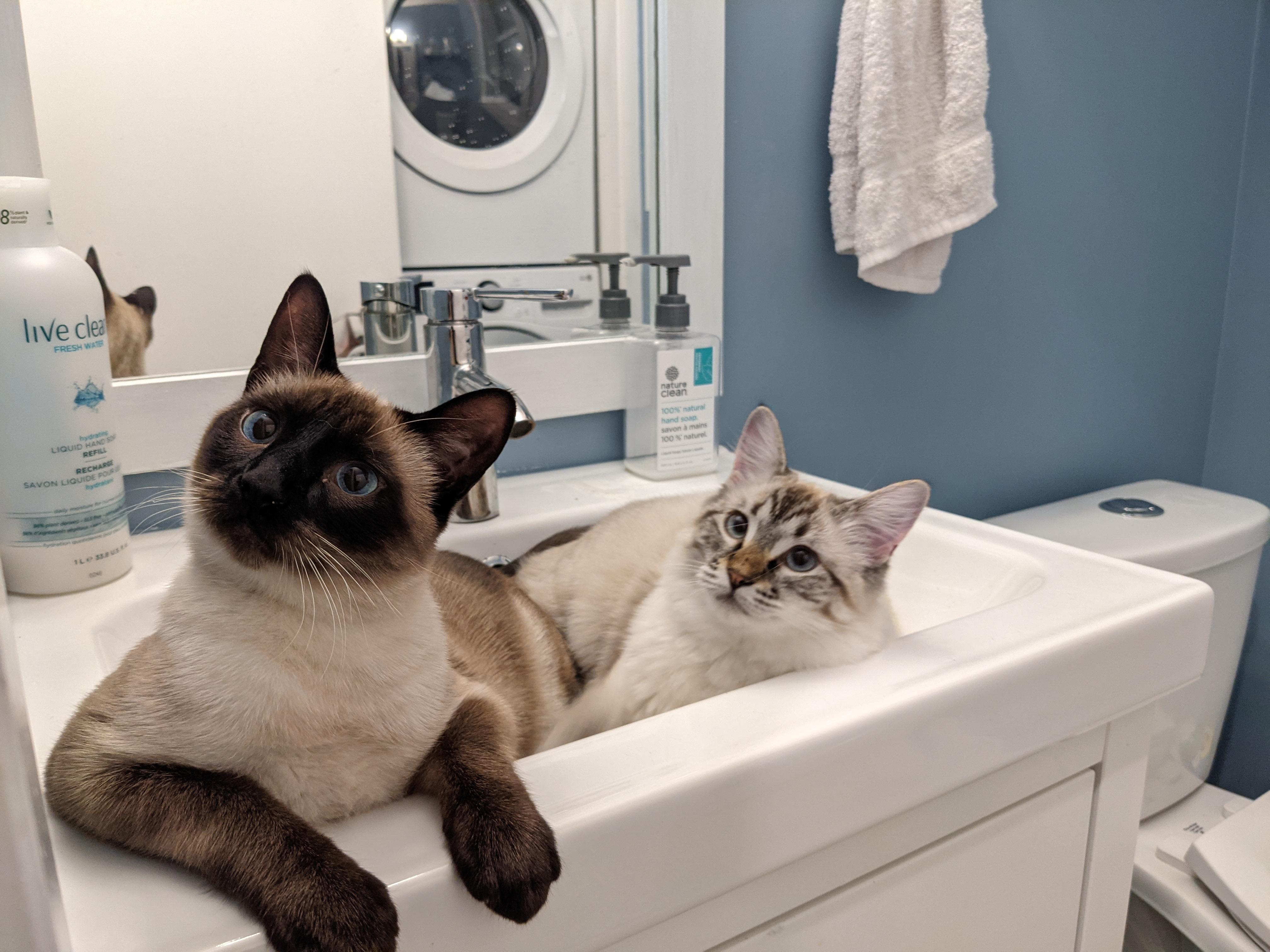 My kittens love the sink r/aww