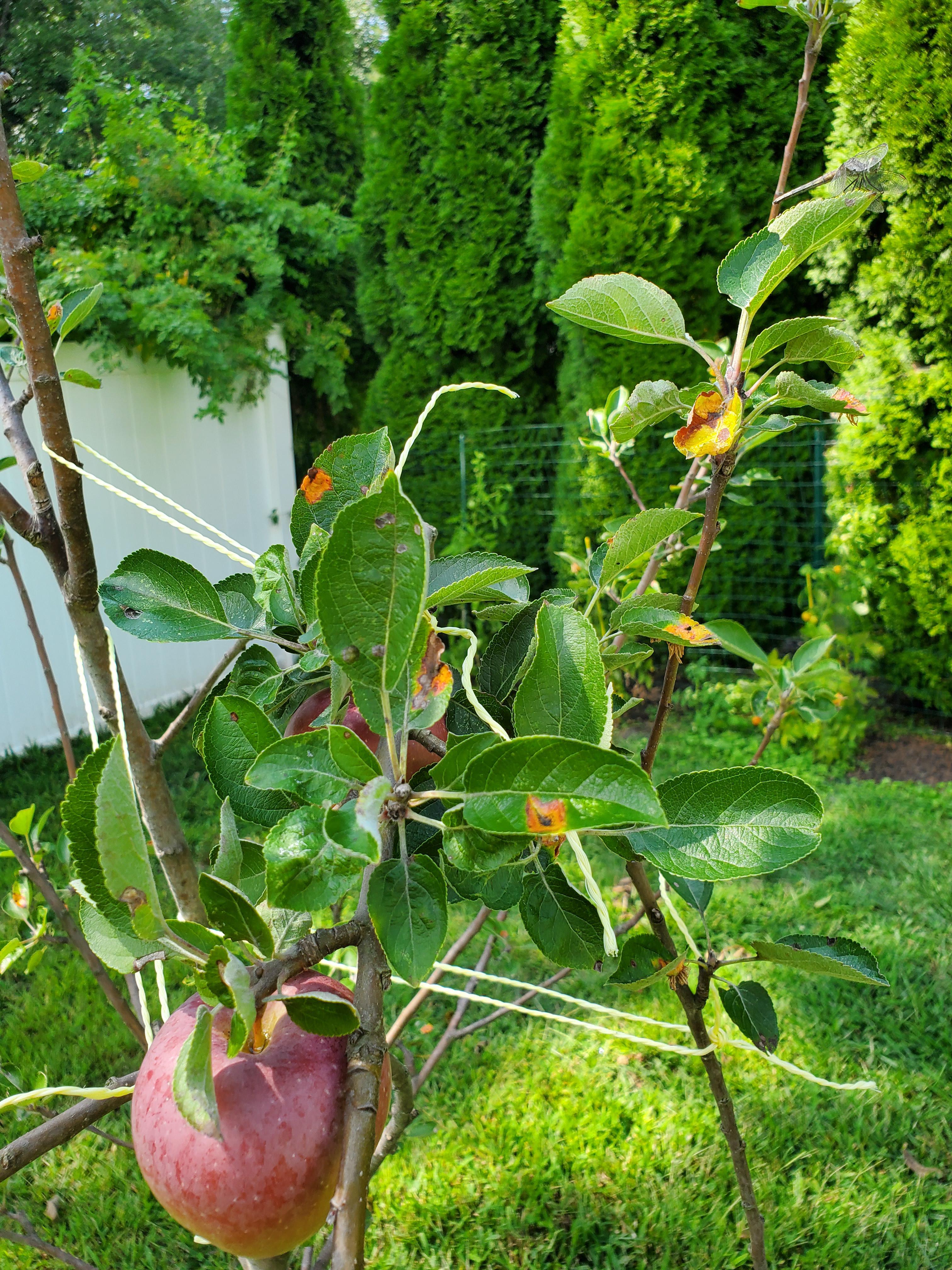 My first fruit tree is looking sad. What are these leaf fuzzies and how