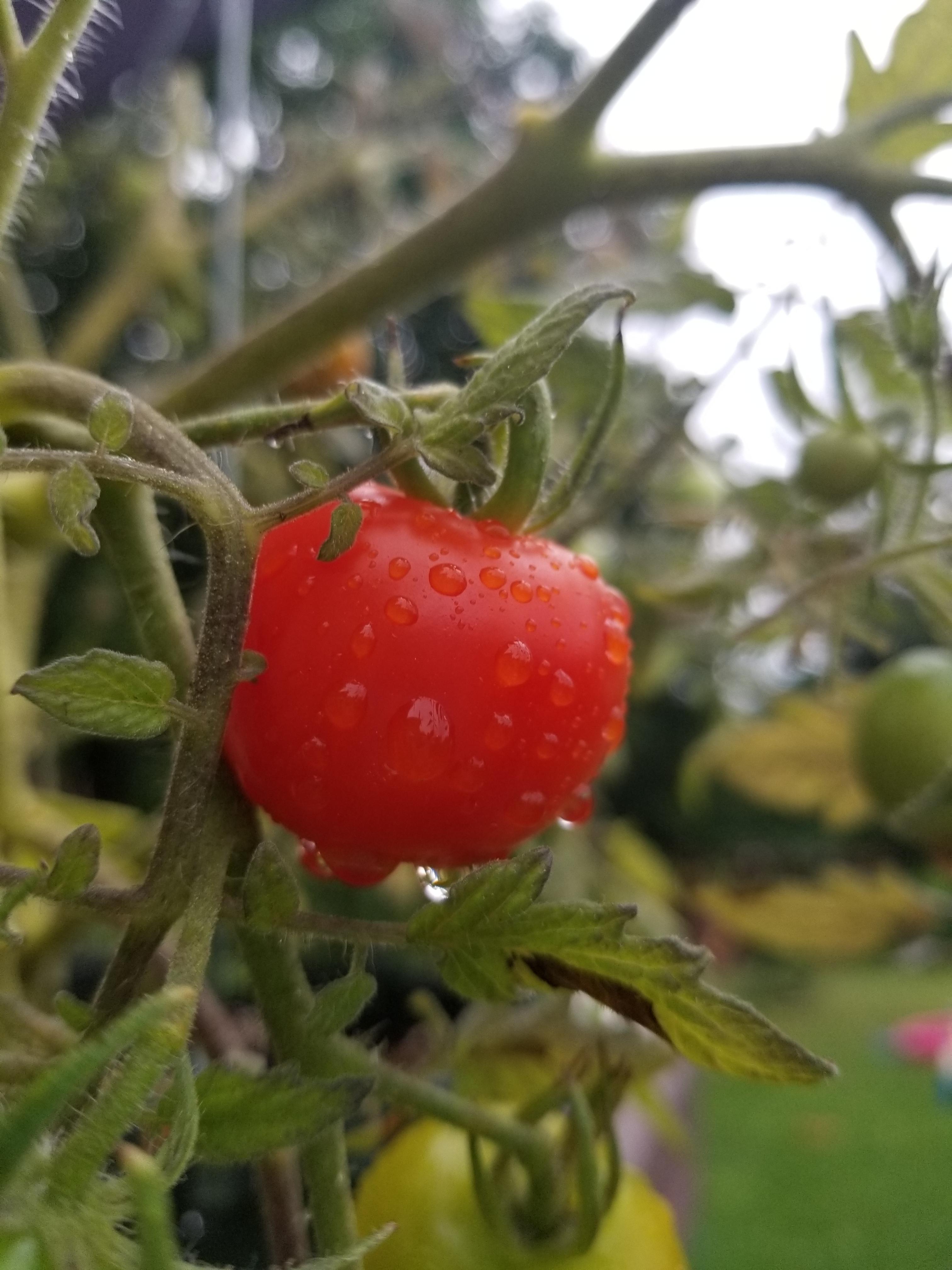 First ripe tomato of the season r/gardening