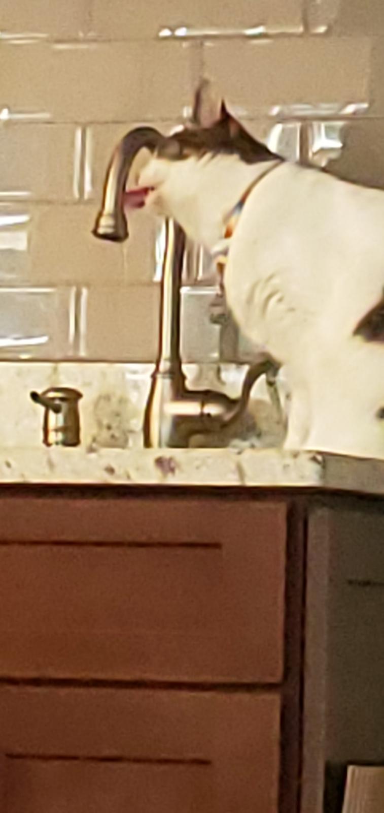 My sister's cat licks the faucet not the water r/aww
